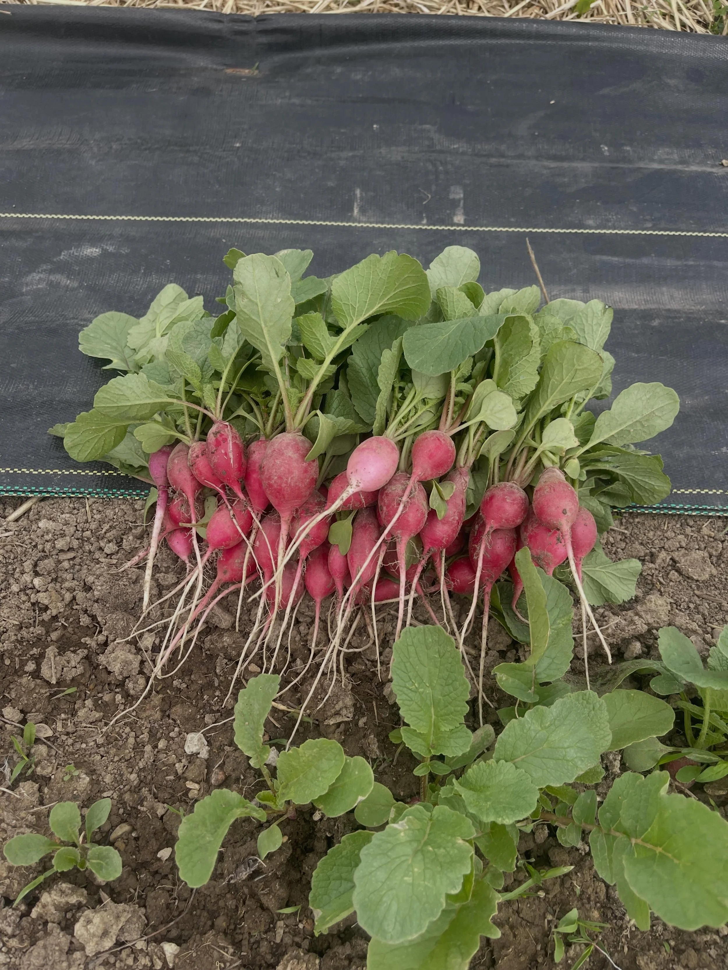 Radish season is here&hellip;we&rsquo;ll have radishes available starting today at The Farm Store!  These delightful roots make a lovely addition to salads 🥗

We also have our freezer full of grass fed and finished beef, pasture raised pork stocked 