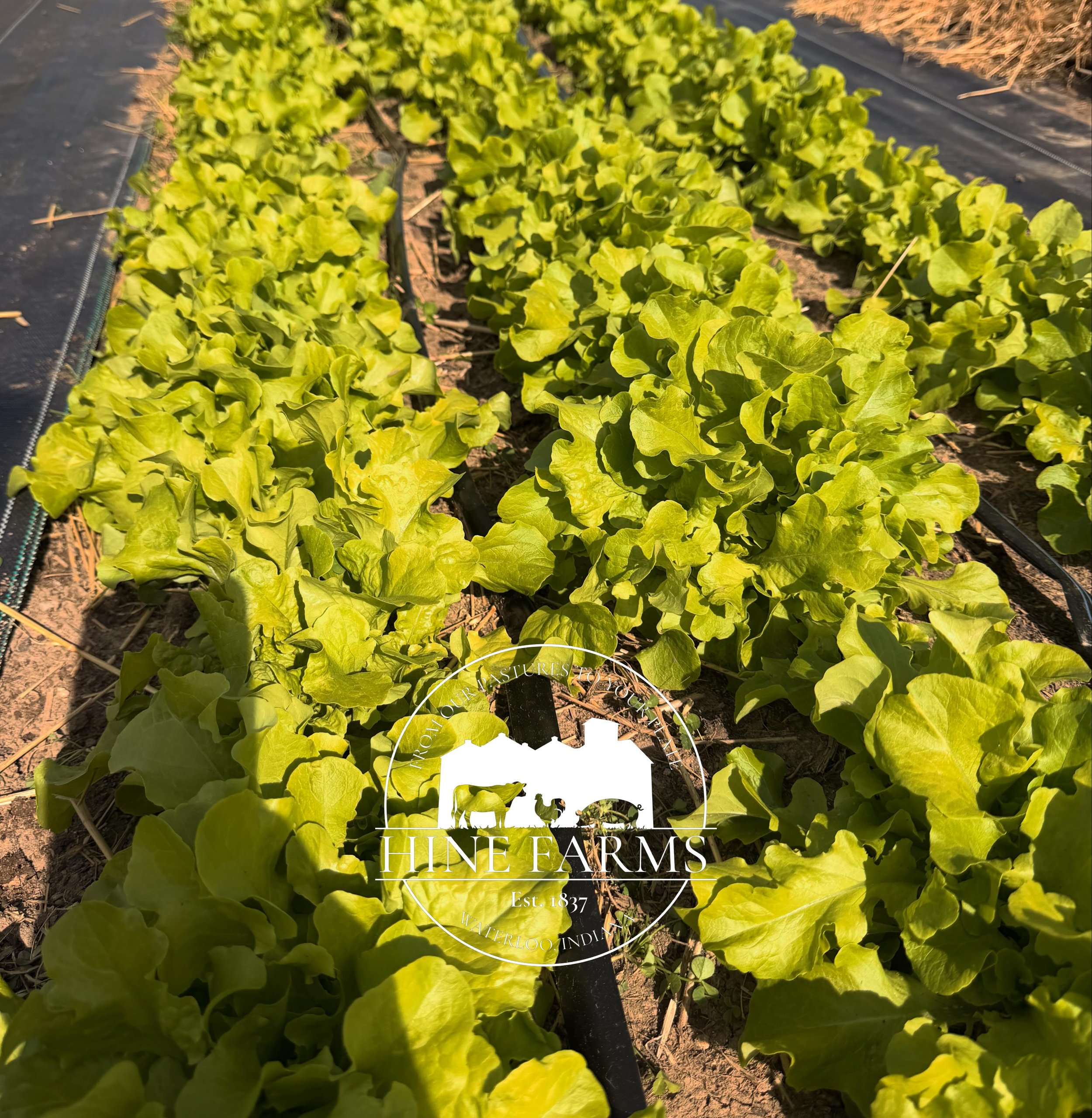 Our lettuce is finally big enough to cut&hellip;which means we&rsquo;ll have bags of lettuce at The Farm Store and at the Auburn Farmers Market on Saturday!

There&rsquo;s not much better than a salad full of homegrown lettuce because the flavor is u