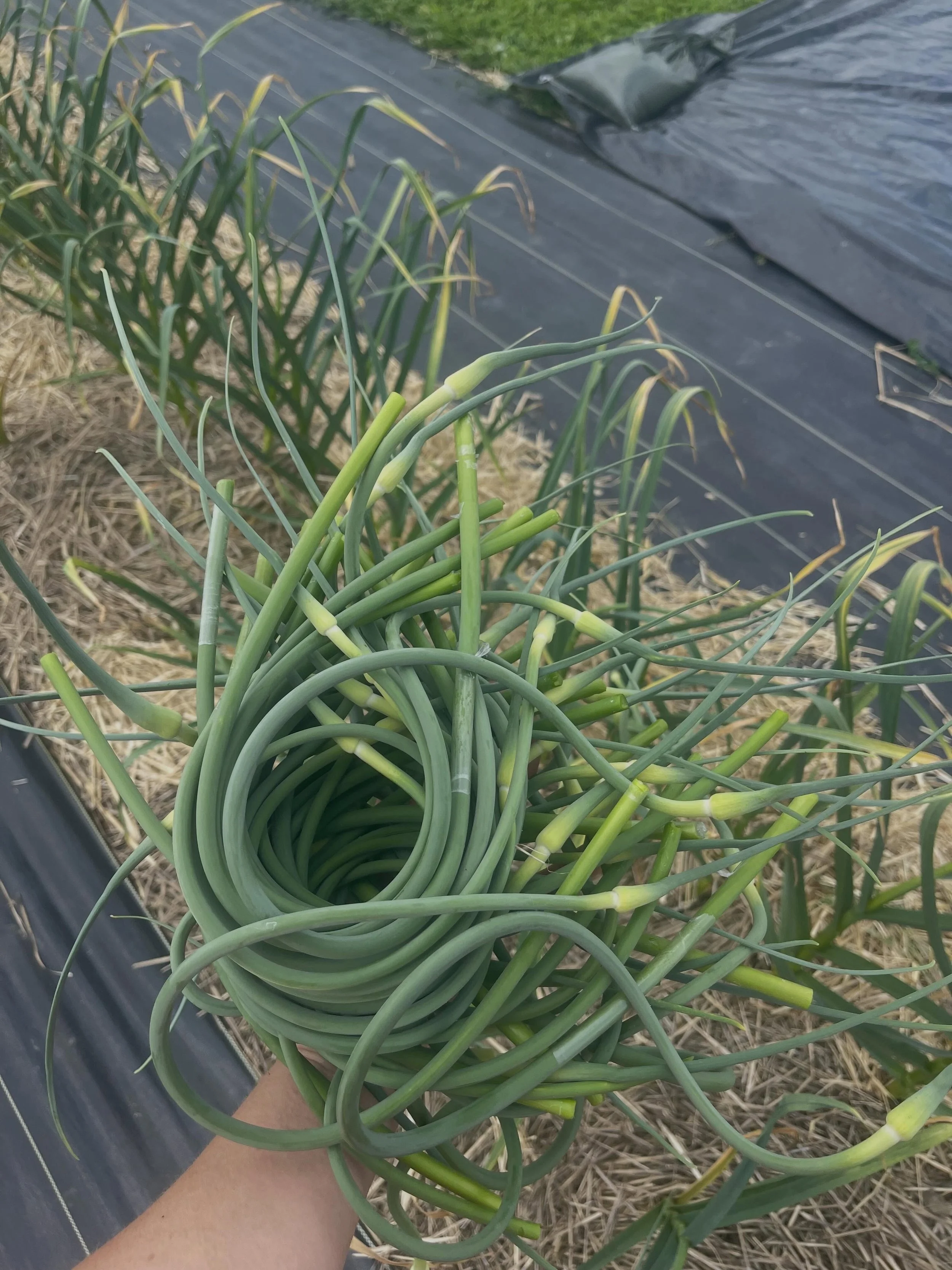 The garlic scapes are scaping 😍&hellip;many of our garlic scapes are peeking out, which means our garlic scape salt will hit the shelves sometime in June 🥳&hellip;stay tuned!