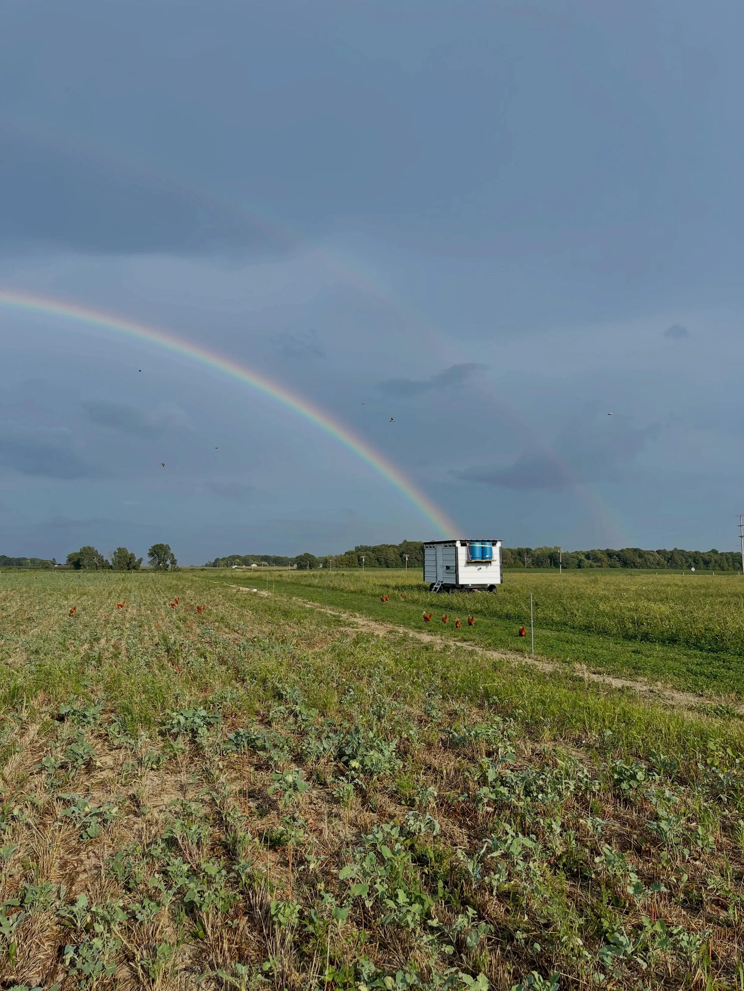Rainbows bring nothing but joy around our farm 🌈

❤️🧡💛💚💙💜🩷🤍🩵🤎🩶🖤

And our laying hens daily gifts are definitely the gold at the end of the rainbow 🥰