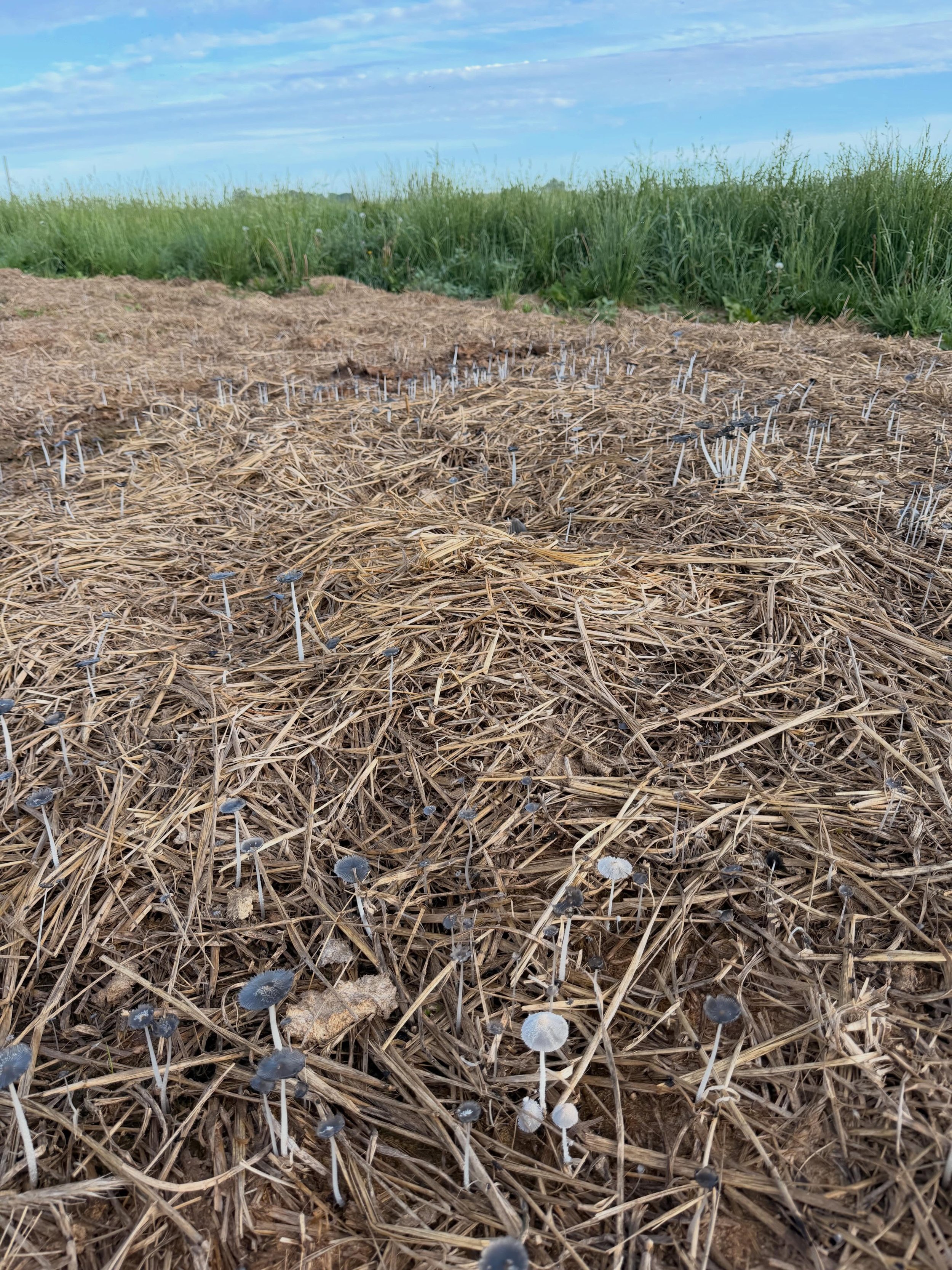 Fungal activity&hellip;always happy to see these flushes of fungus that appear in various places on our farm.  We love to see this because that means our soil fungal network is present AND active.

This level of nerdy excitement is apparently what ha