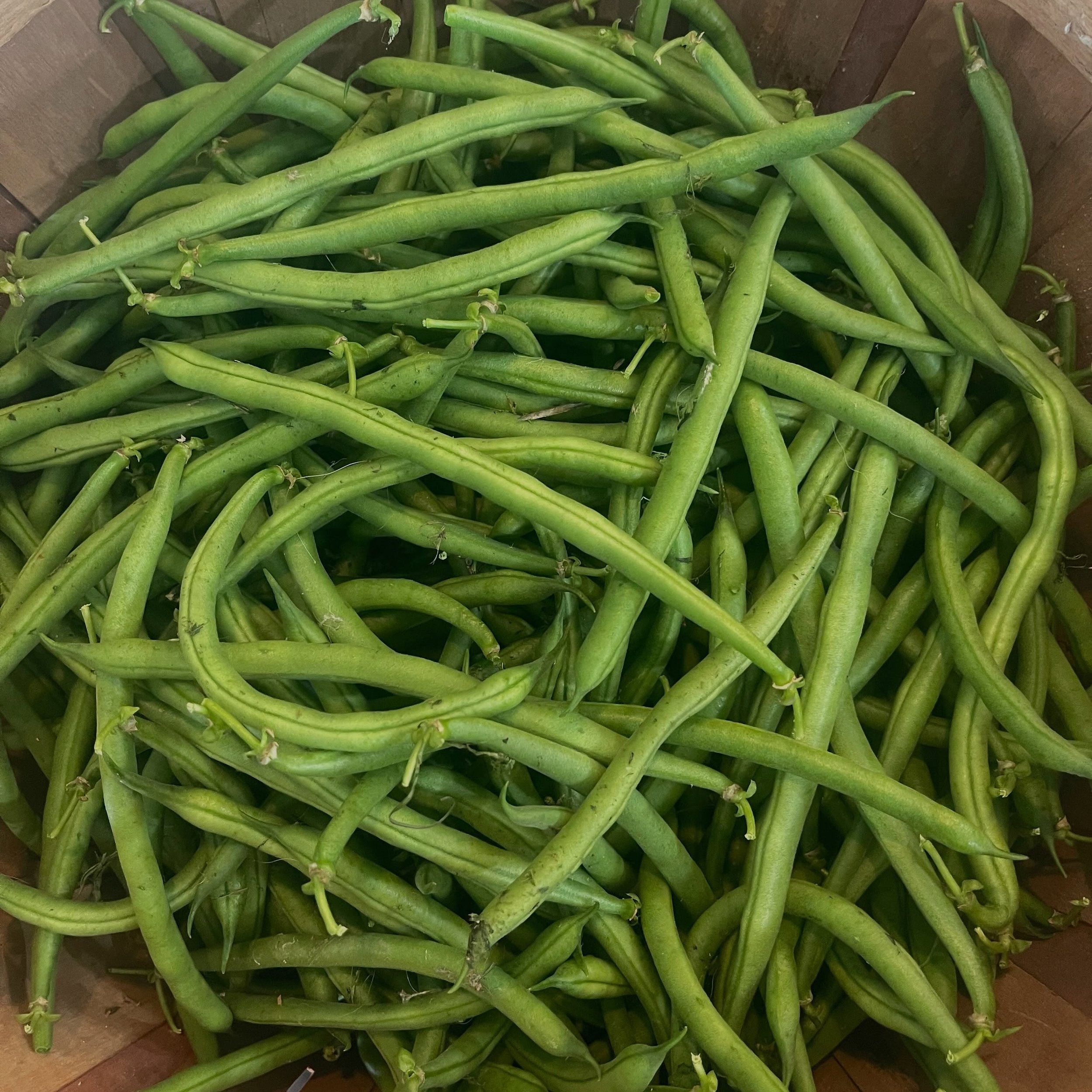 Green beans are finally here!! And stocked in the cooler in the Self Serve Shed 🥳🥳🥳

We also have&hellip;
Potatoes
Candy Onions
Purple Onions
Garlic
Zucchini
Yellow Squash
Tomatoes
Cucumbers
Peppers
Beets

Location
The Farm Store at Hine Farms
243