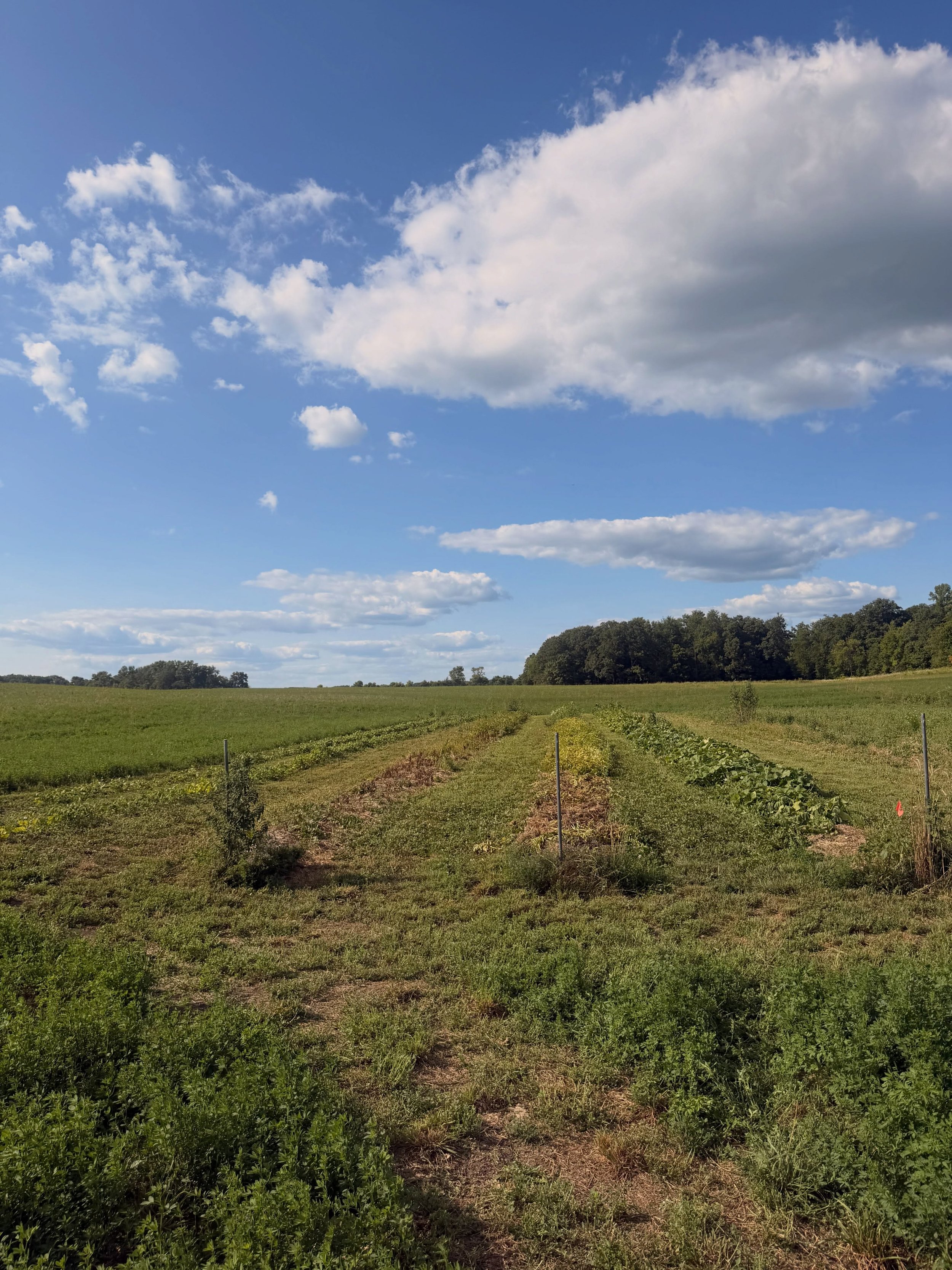 Our muck ground garden&hellip;this garden reaps the benefits of all of the nutrients in this muck soil.  We continue to grow our green beans, potatoes, and fall/winter squashes down here.

Unfortunately our weed seed bank is high from the years of ro
