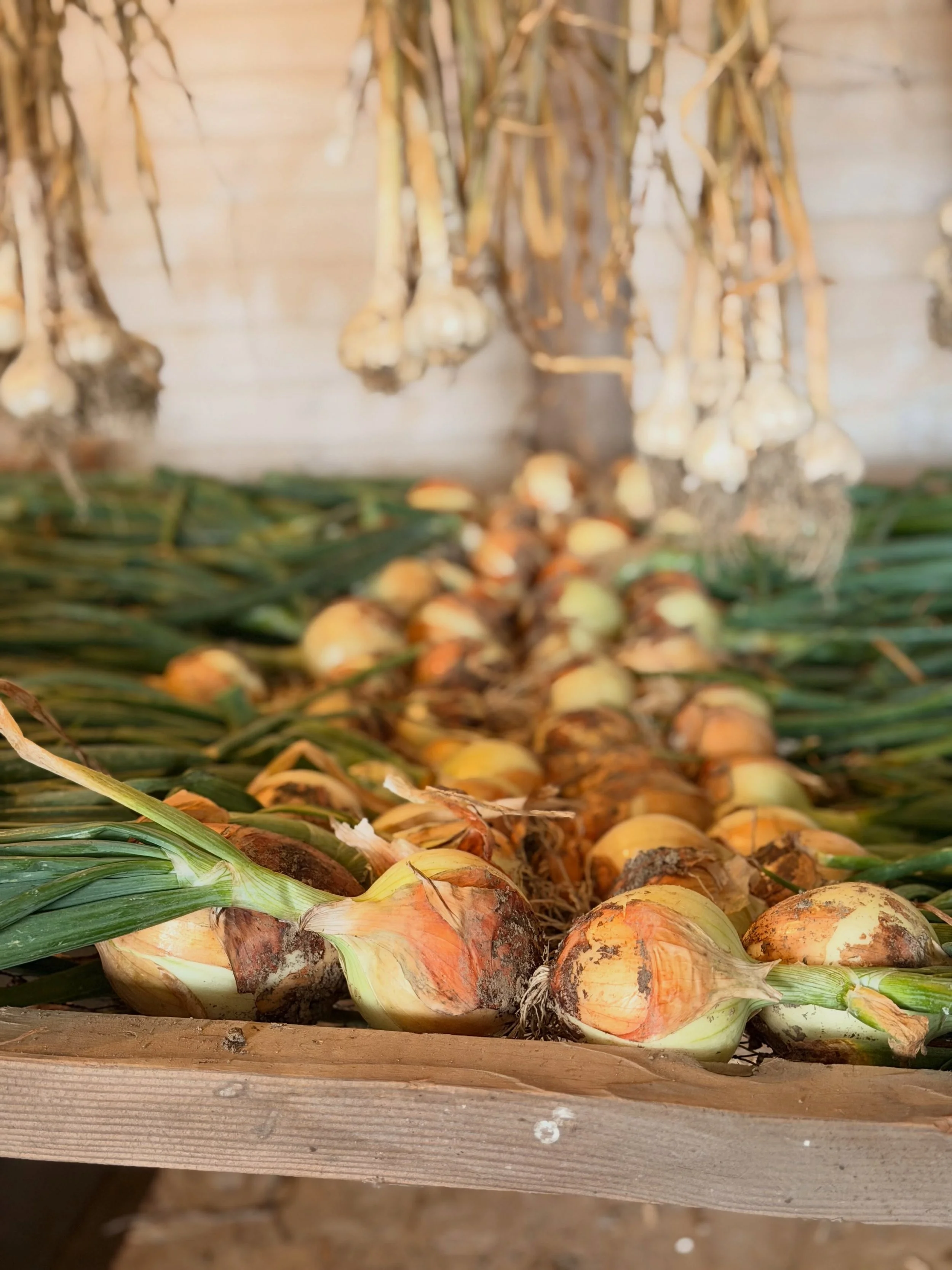 Onion harvest&hellip;we pulled most of our onions to begin the curing process!

We have candy onions, red onions, and long storage onions currently curing.

Candy onions are my absolute favorite, they have the best flavor.  Unfortunately because they