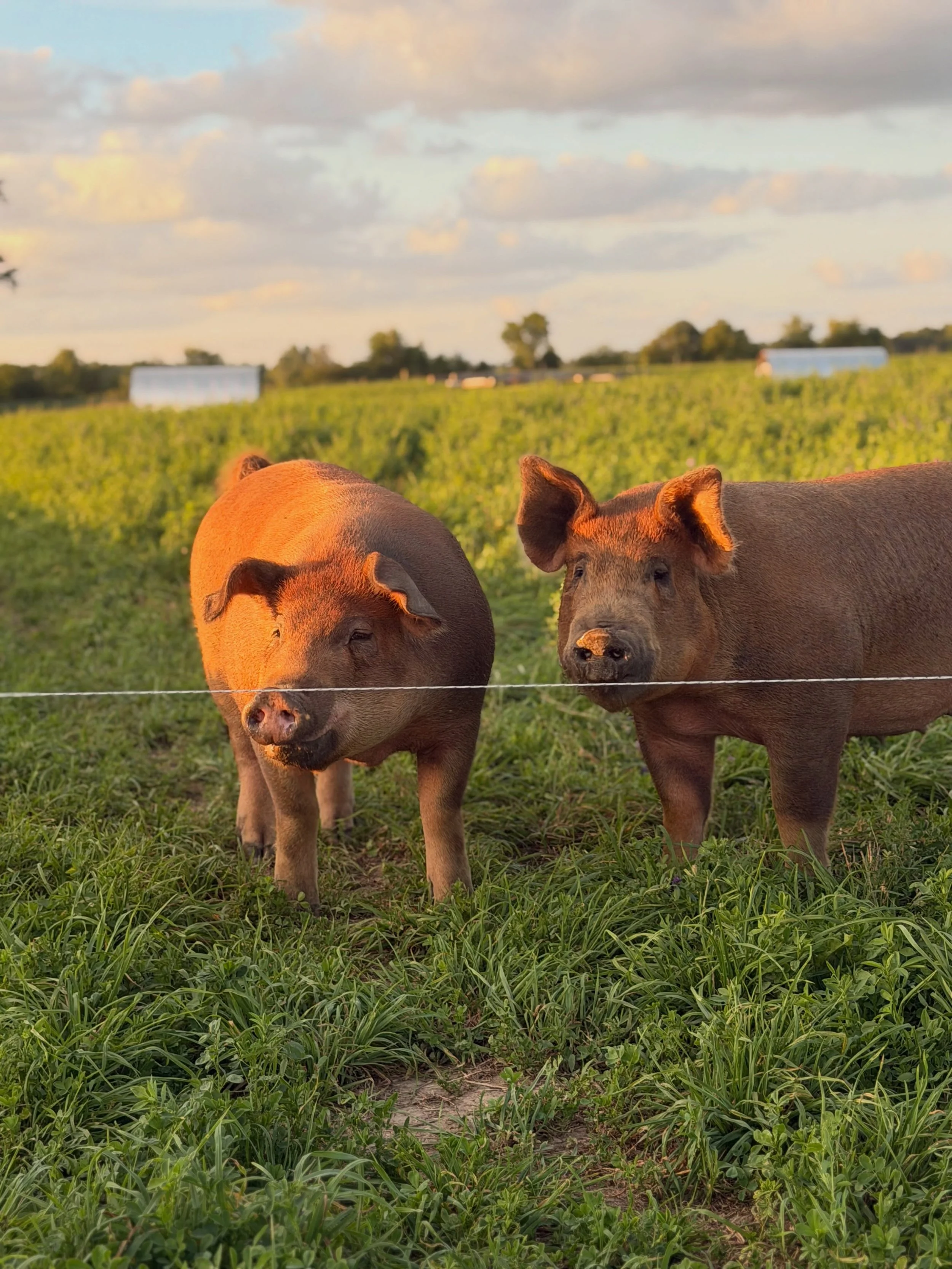 Our pastures are where a pig can be a pig!  Free to root and roam and wallow; expressing their natural pig instincts.

And that kind of care and attention can be seen and tasted in the pork they provide to us and our community.