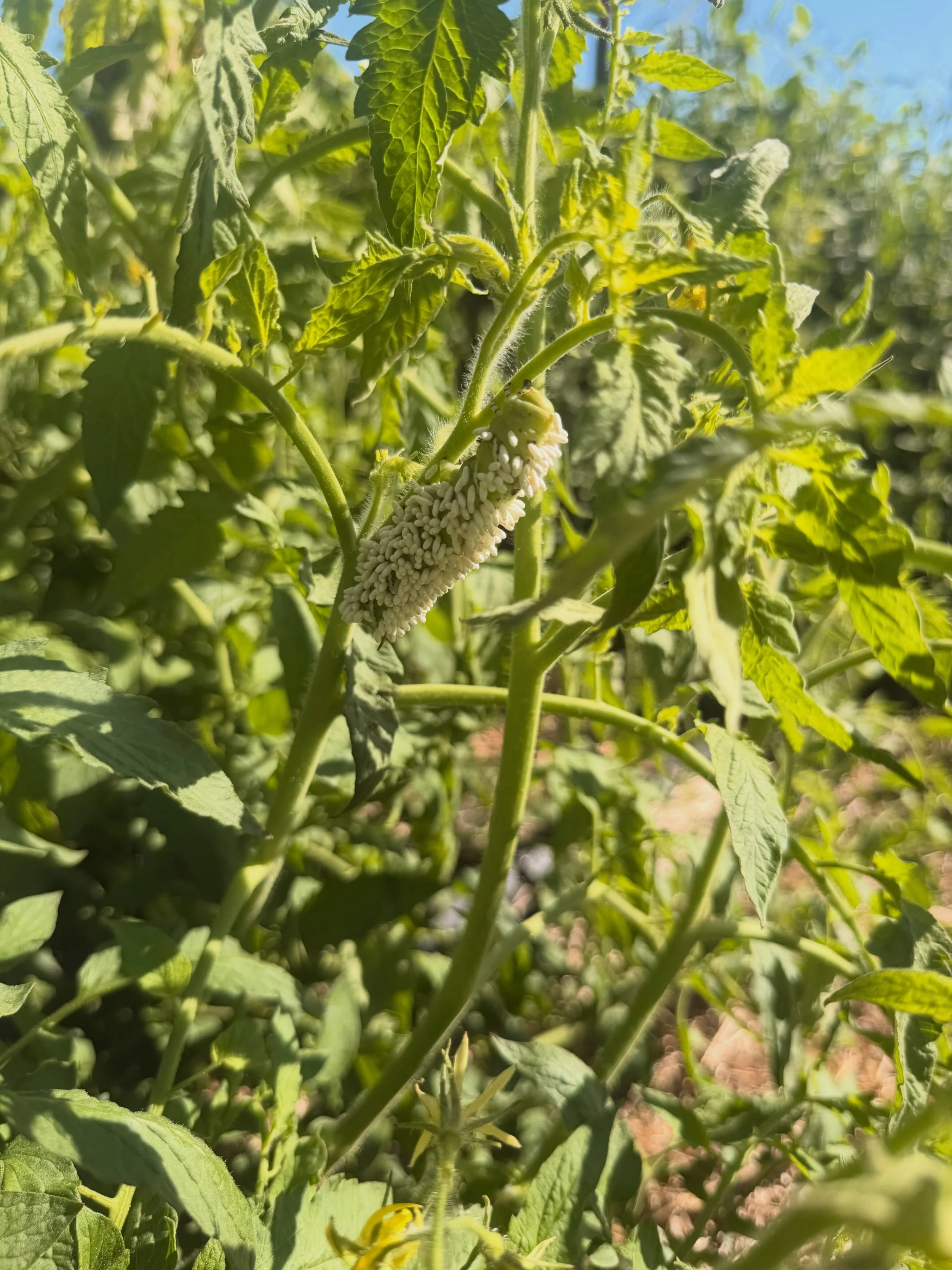 This was a beautiful sight to find in our garden.  Those little rice-like cocoons are parasitic wasps!  They will use our hornworms as food and a host for egg laying and feeding, ultimately causing the hornworms to meet its demise.  Causing the cycle