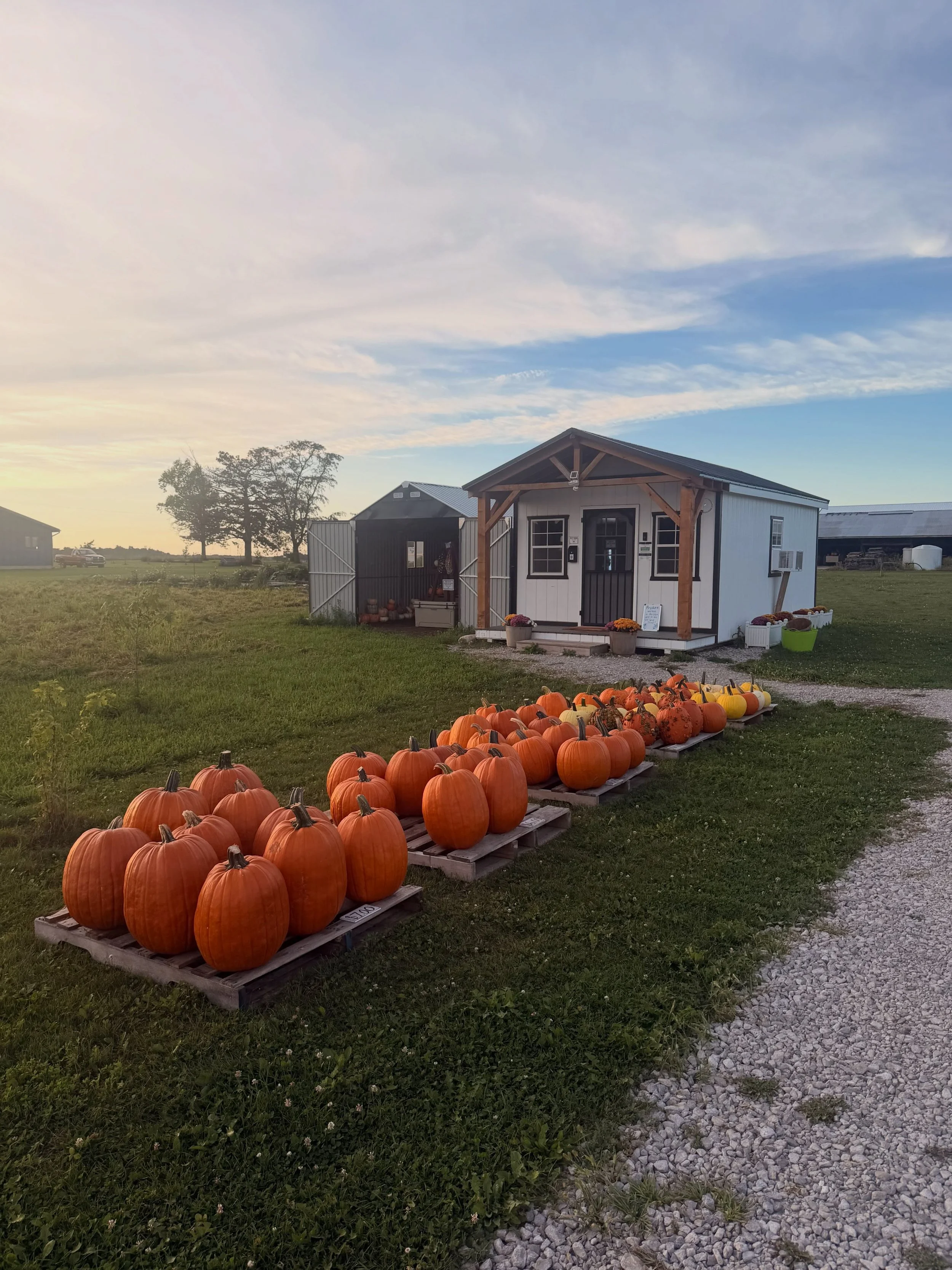 Our pumpkins are gradually ripening!  We picked another truckload of these beauties from our pumpkin patch.  We have various carving pumpkins and a variety of stacking and front porch decor pumpkins available.

Stop by The Farm Store self serve stand