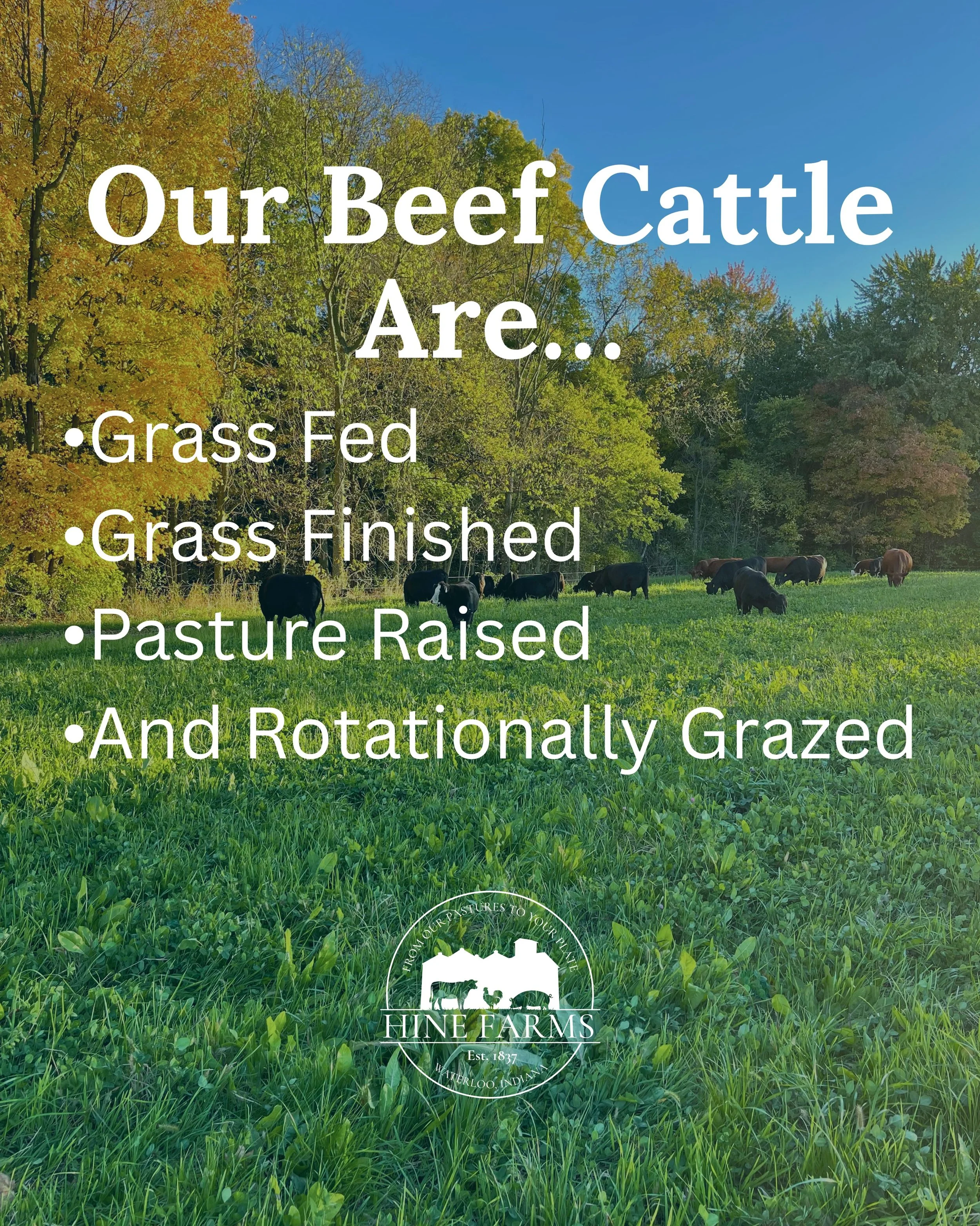 🥩 Our beef&hellip;

Is grass fed and finished

Raised their entire lives rotating daily through our pastures

Eat a species appropriate diet for ruminates

Are happy and healthy living as nature intended

Help cycle nutrients and carbon into our soi