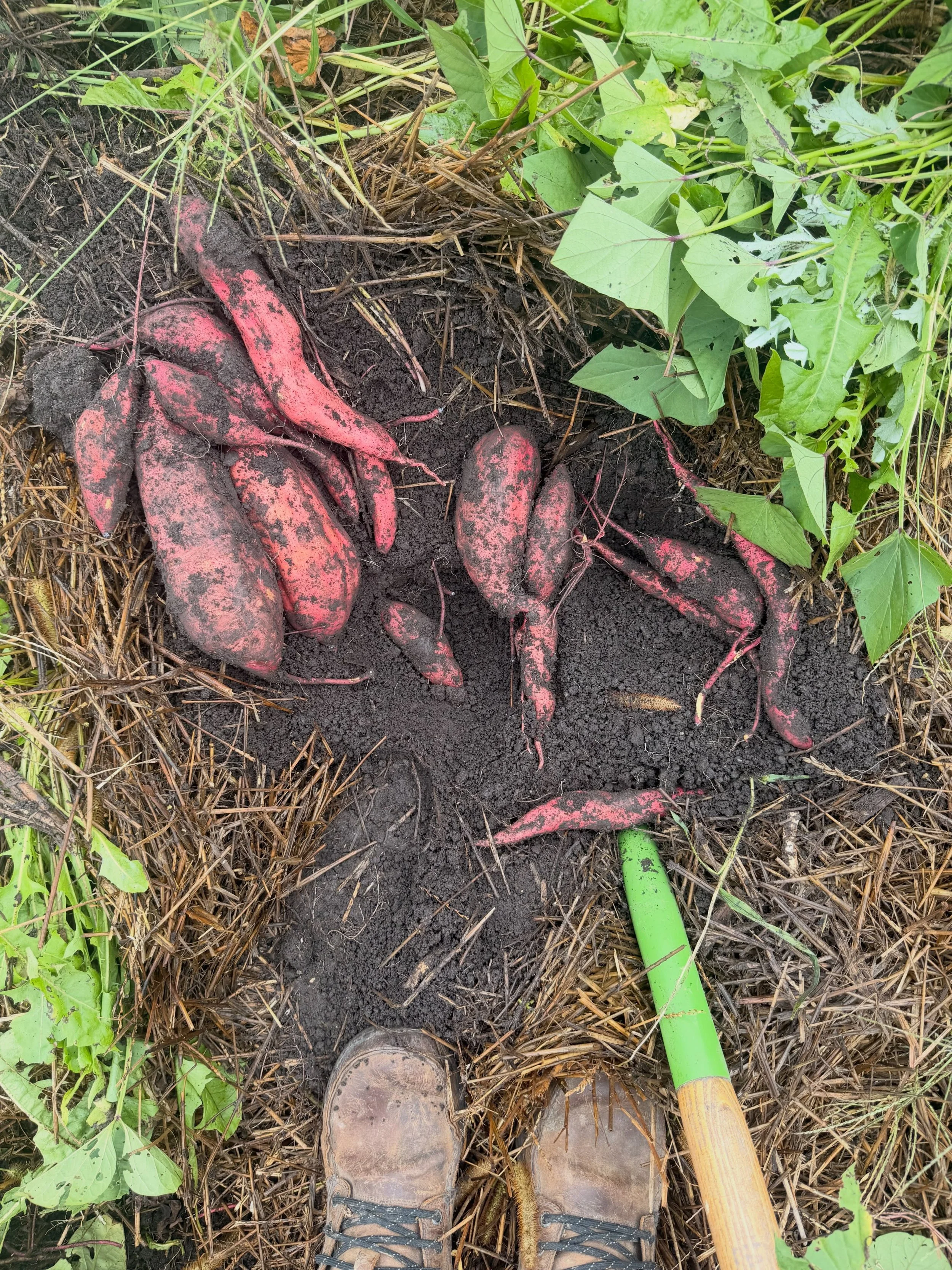 SWEET POTATOES are here 🥳

We finally harvested our sweet potatoes, which means fall has officially began 🤭. But also, it actually has&hellip;the autumn equinox was on the 22nd!

They are currently available during store hours and in the self serve