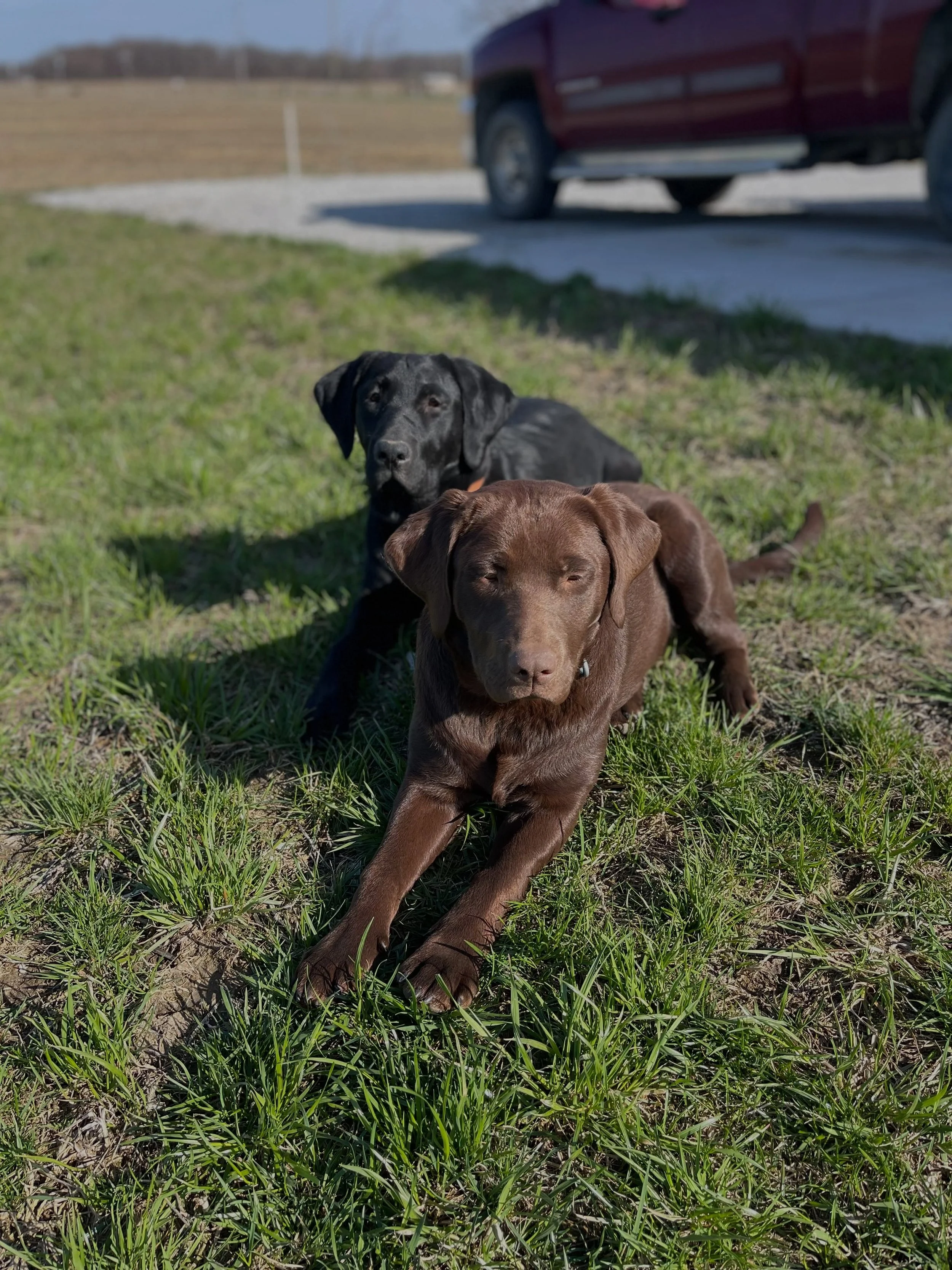 These two faces will be deeply missed around here.  We lost them both today 😢. Always ready to greet our customers and happily accepted the belly rubs you all gave them.  I hope you know how much joy they had when you visited The Farm Store and that