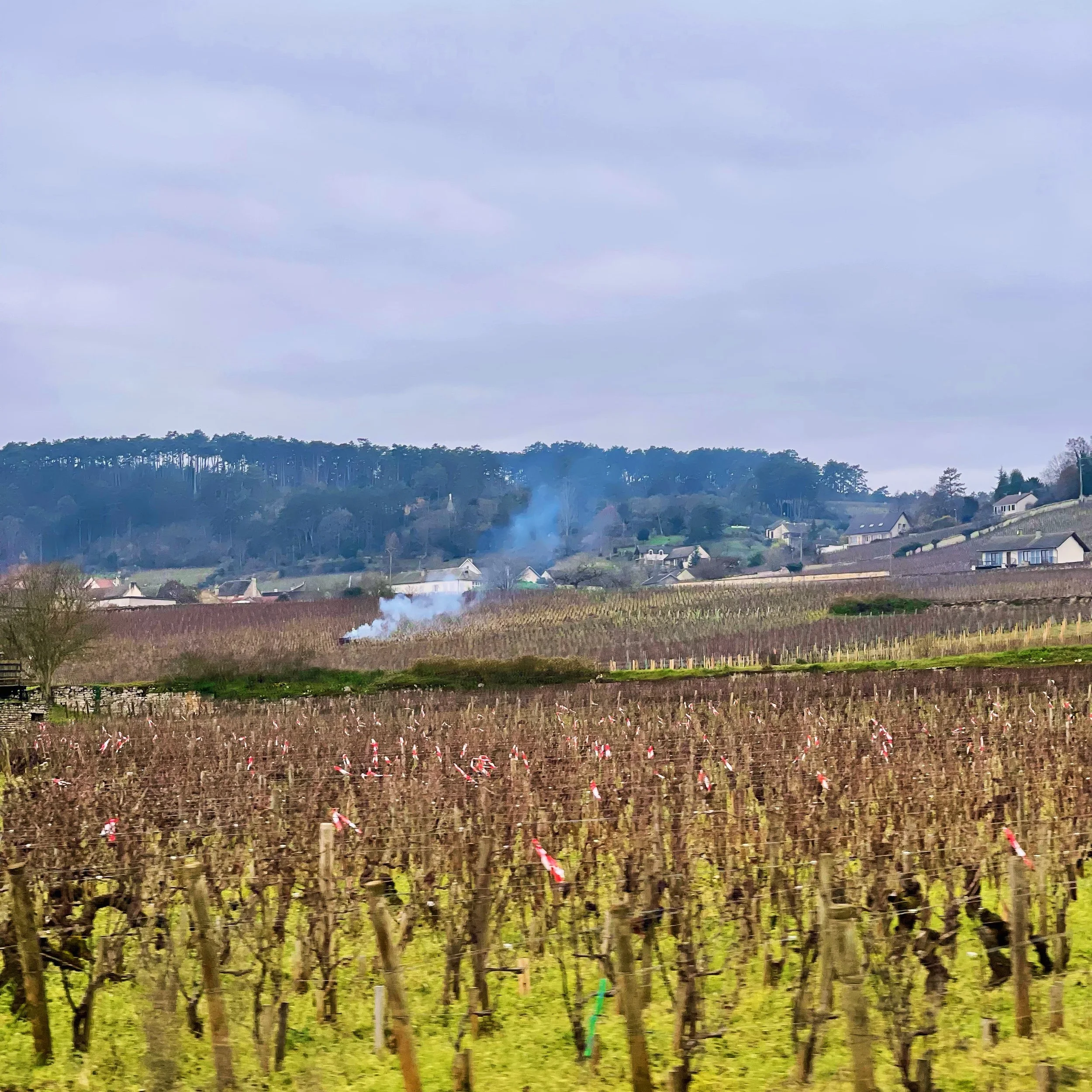 Burgundy in November