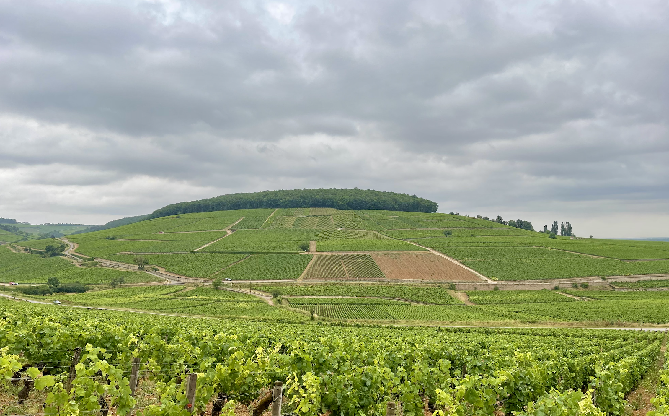 Making Sense of The Hill of Corton
