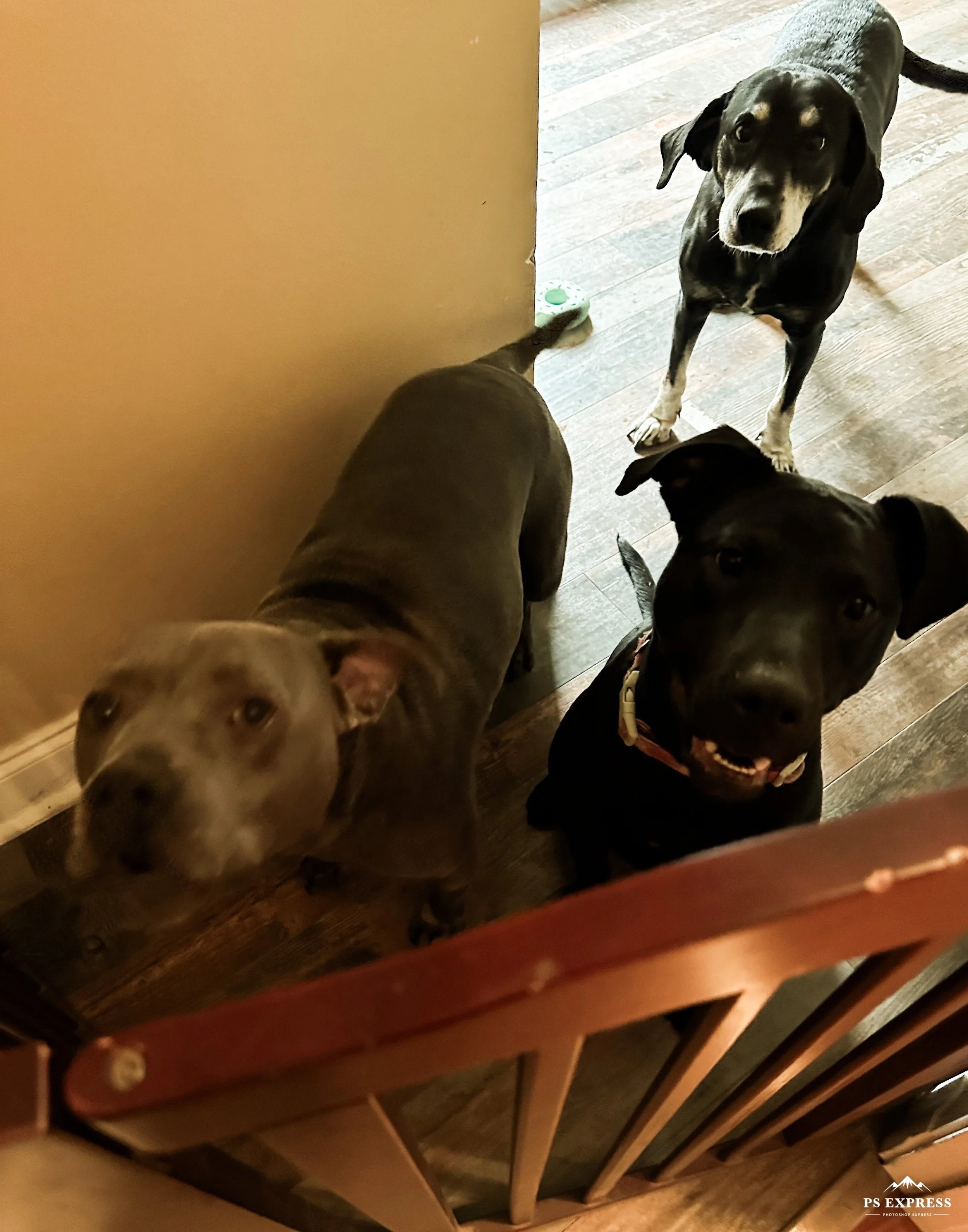 Keeping the dogs busy indoors without losing your mind