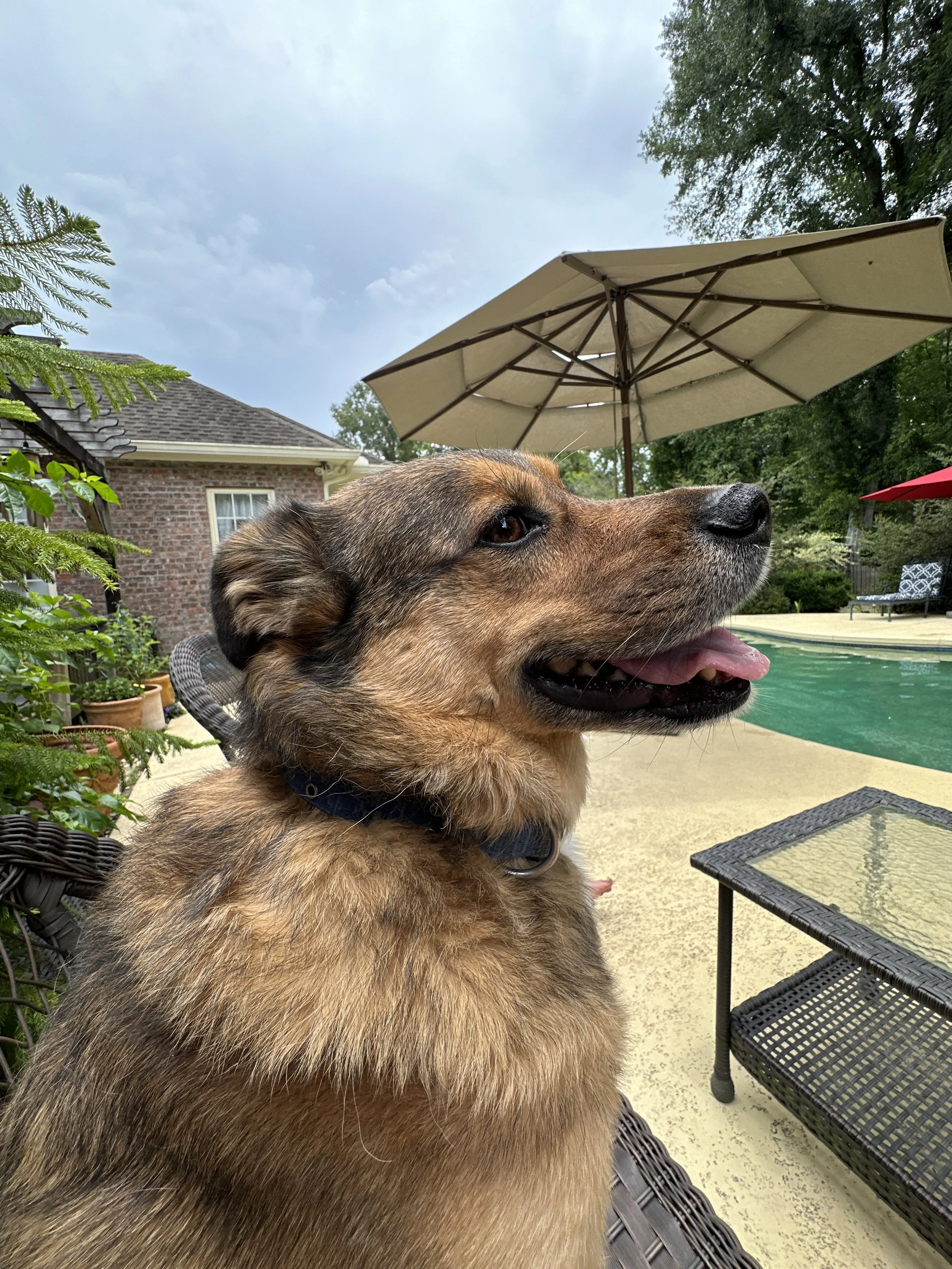 What are the dogs thinking while I’m away?