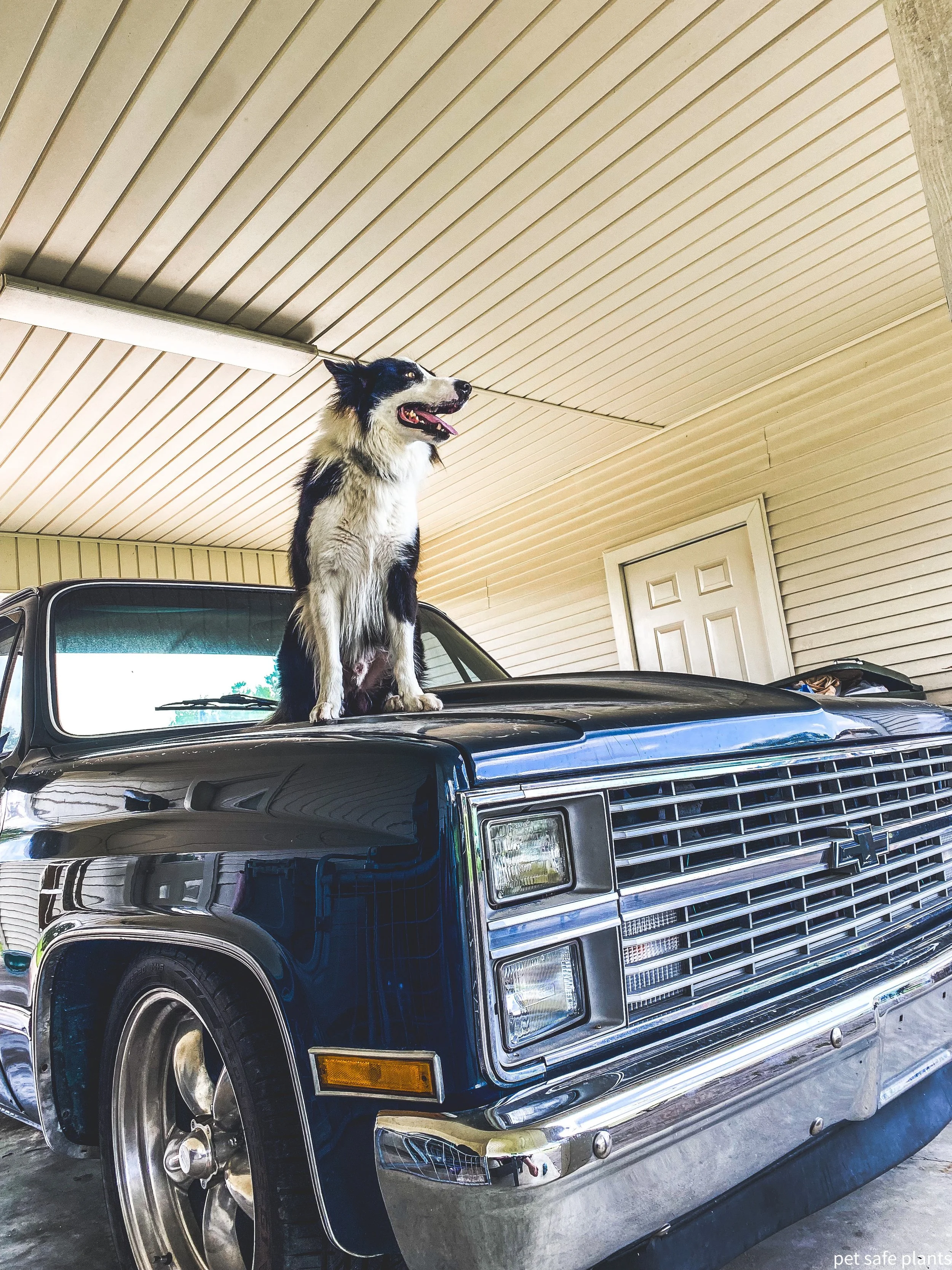 Shadow Chasing and Other Quirky Pet Behavior: Is it Cause for Concern?