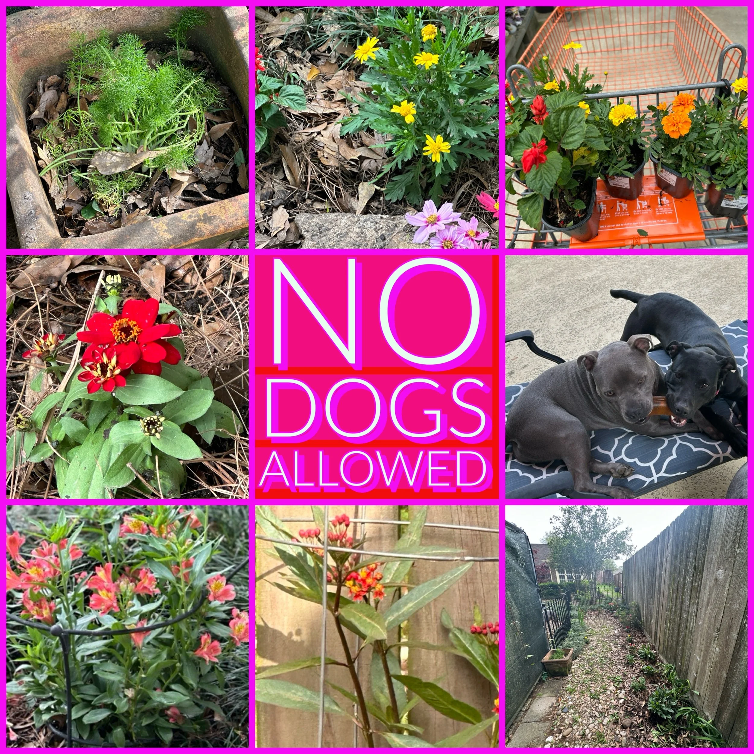 Butterfly gardening with a couple of wild dogs