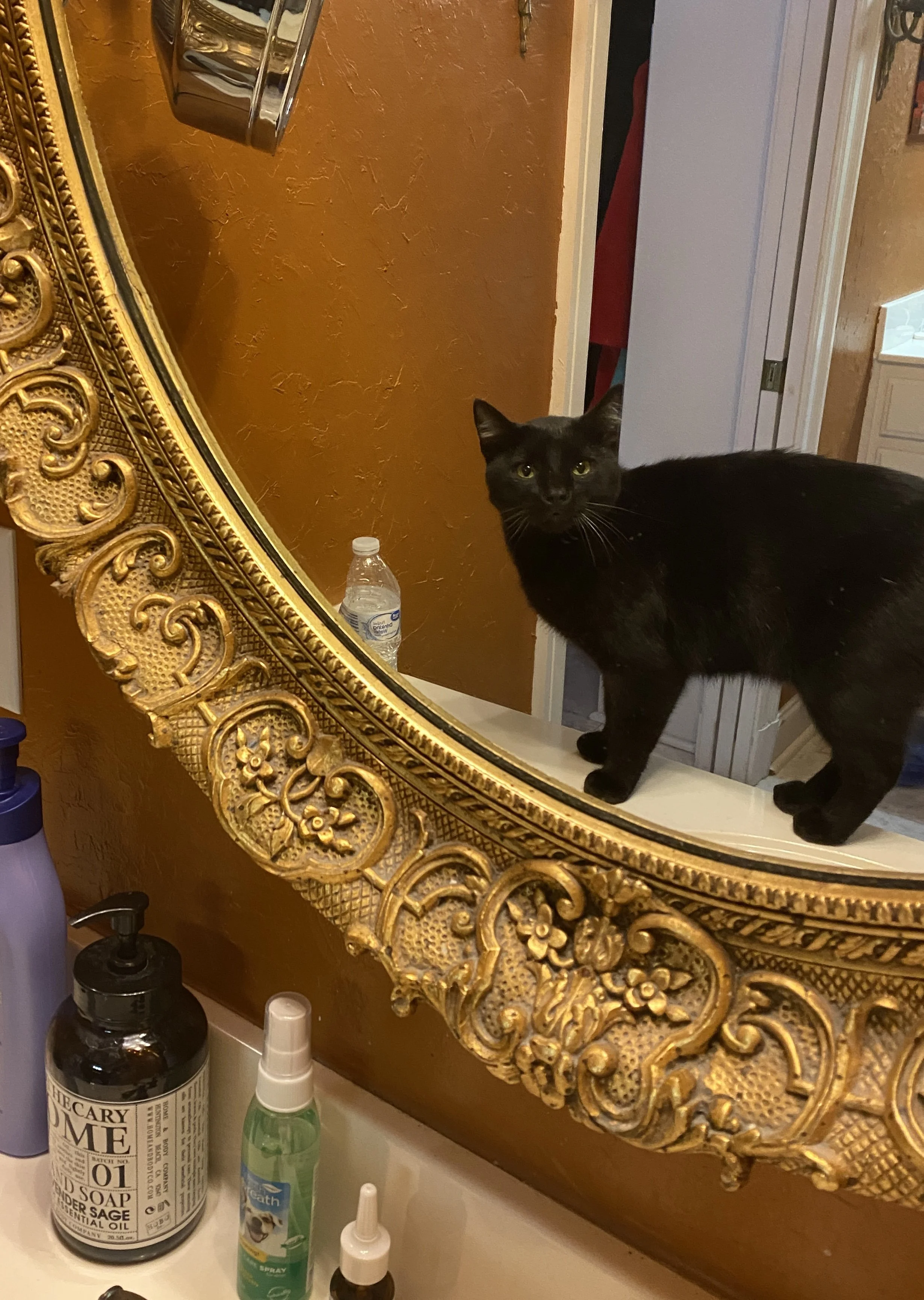 An Emotionally Intelligent Cat