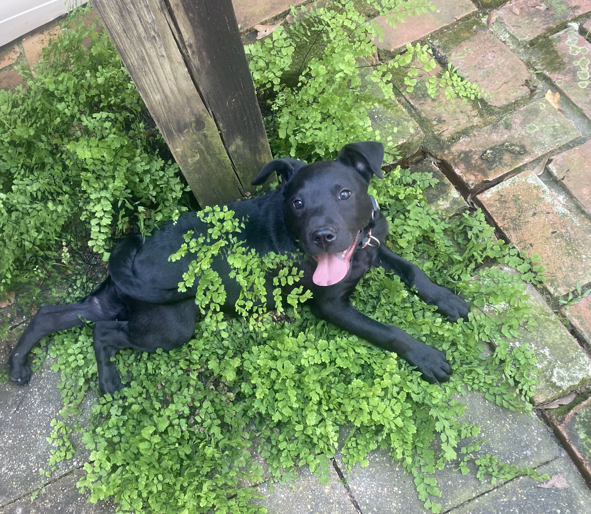 Surprisingly, edible plants for you and me, but are they suitable for dogs?