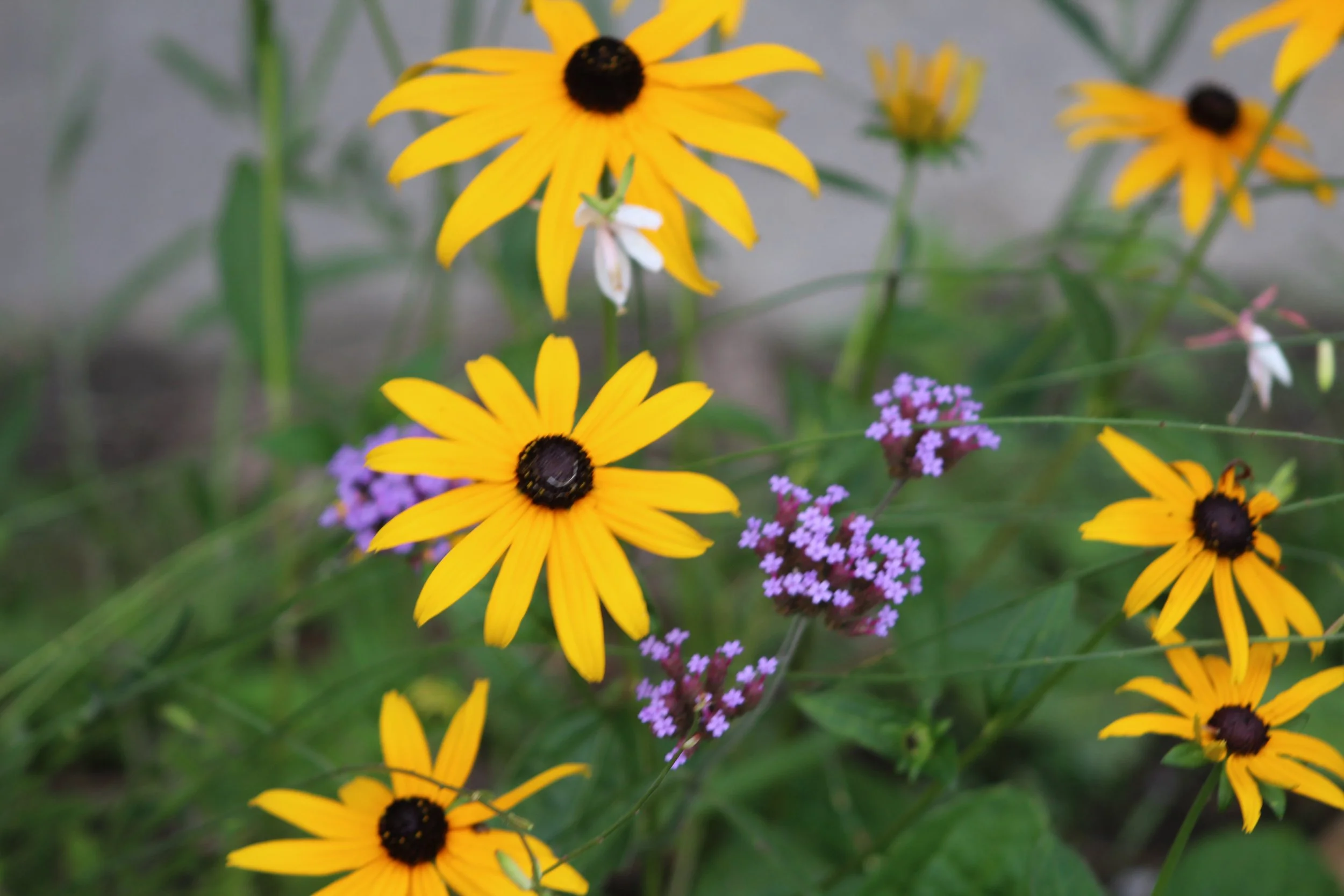 August Bouquet      Danby, Vermont