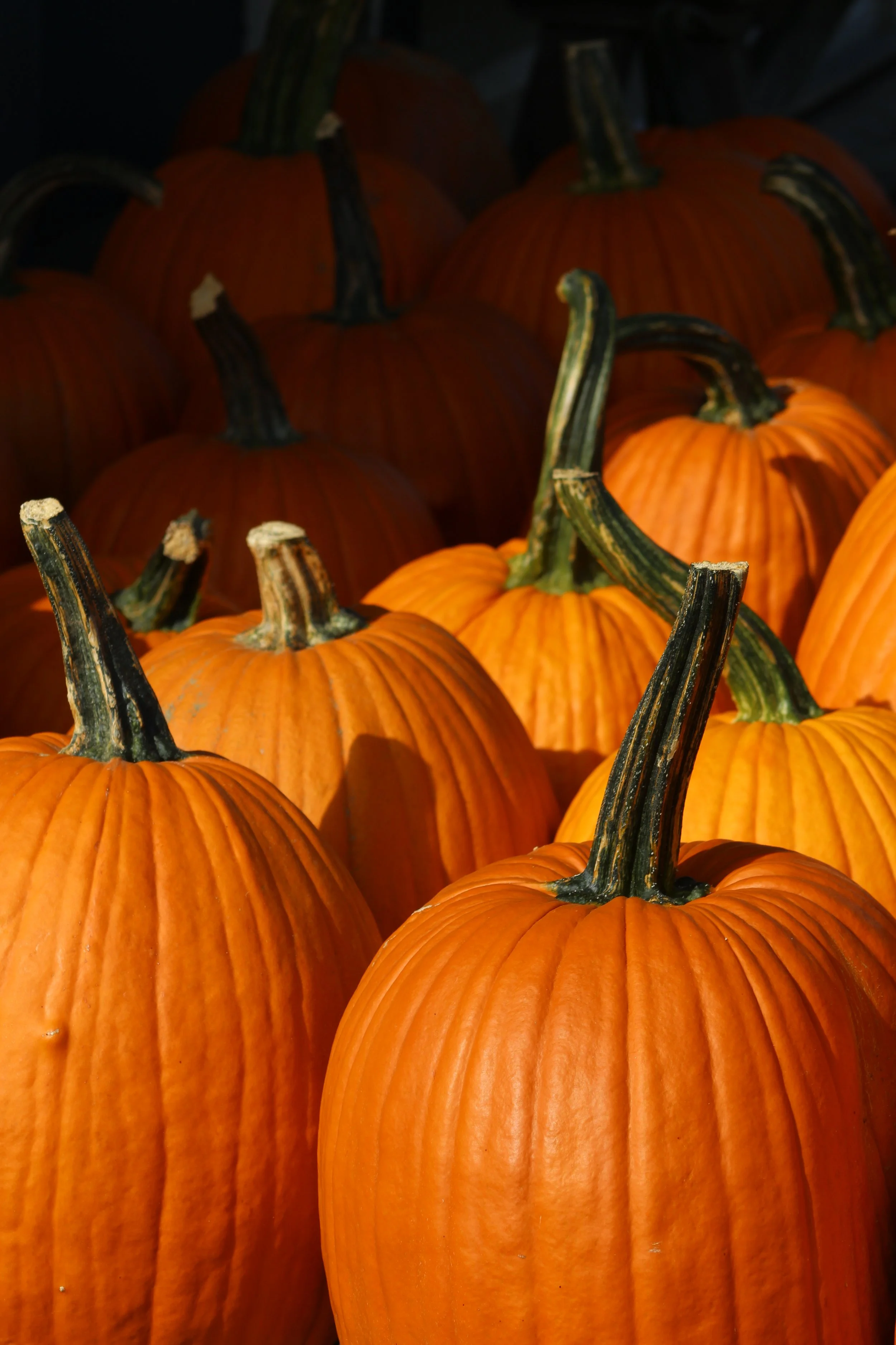 The Berry Patch    Rt 22 Stephentown, NY