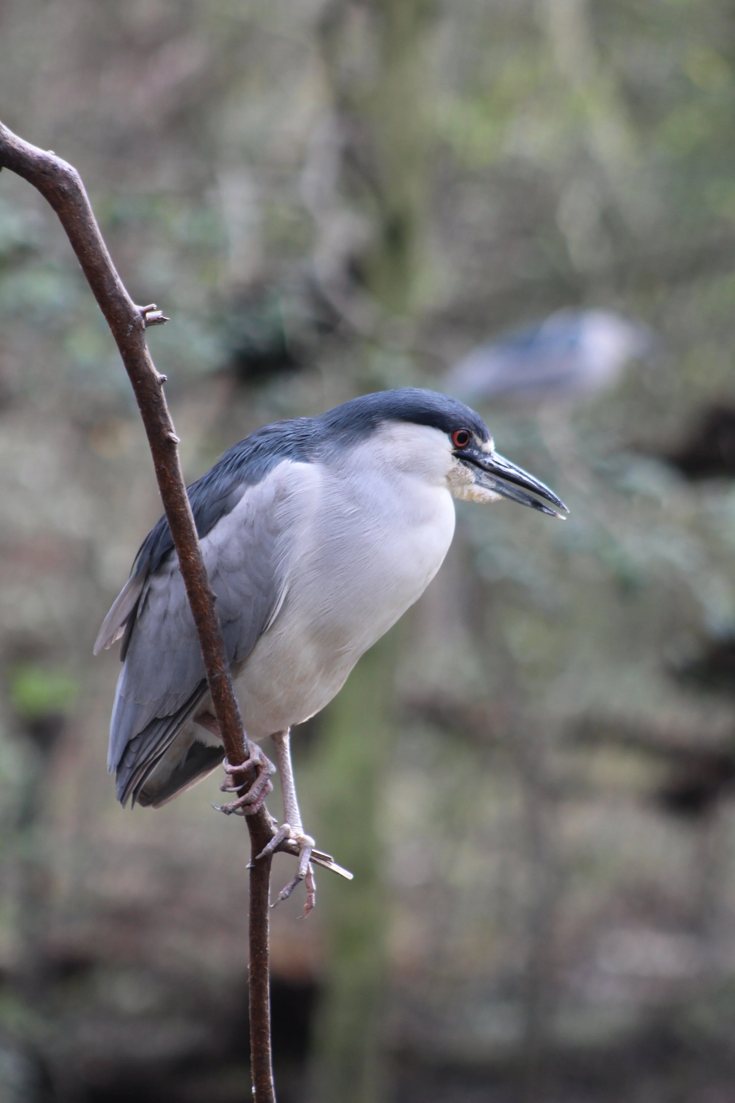 Balance     Brookgreen Gardens Murrell's Inlet, SC