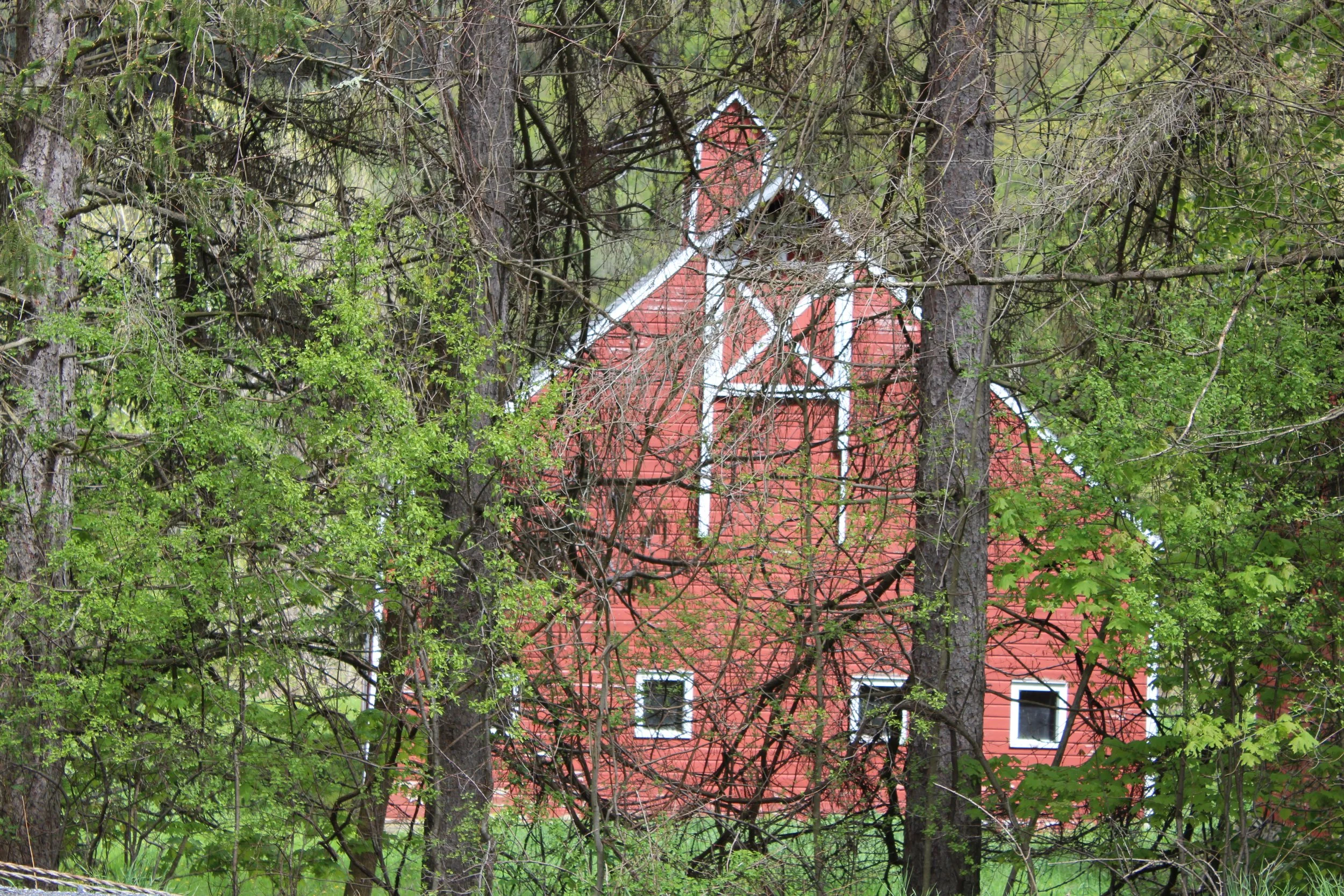 Through The Trees Rt 22     Berlin, New York