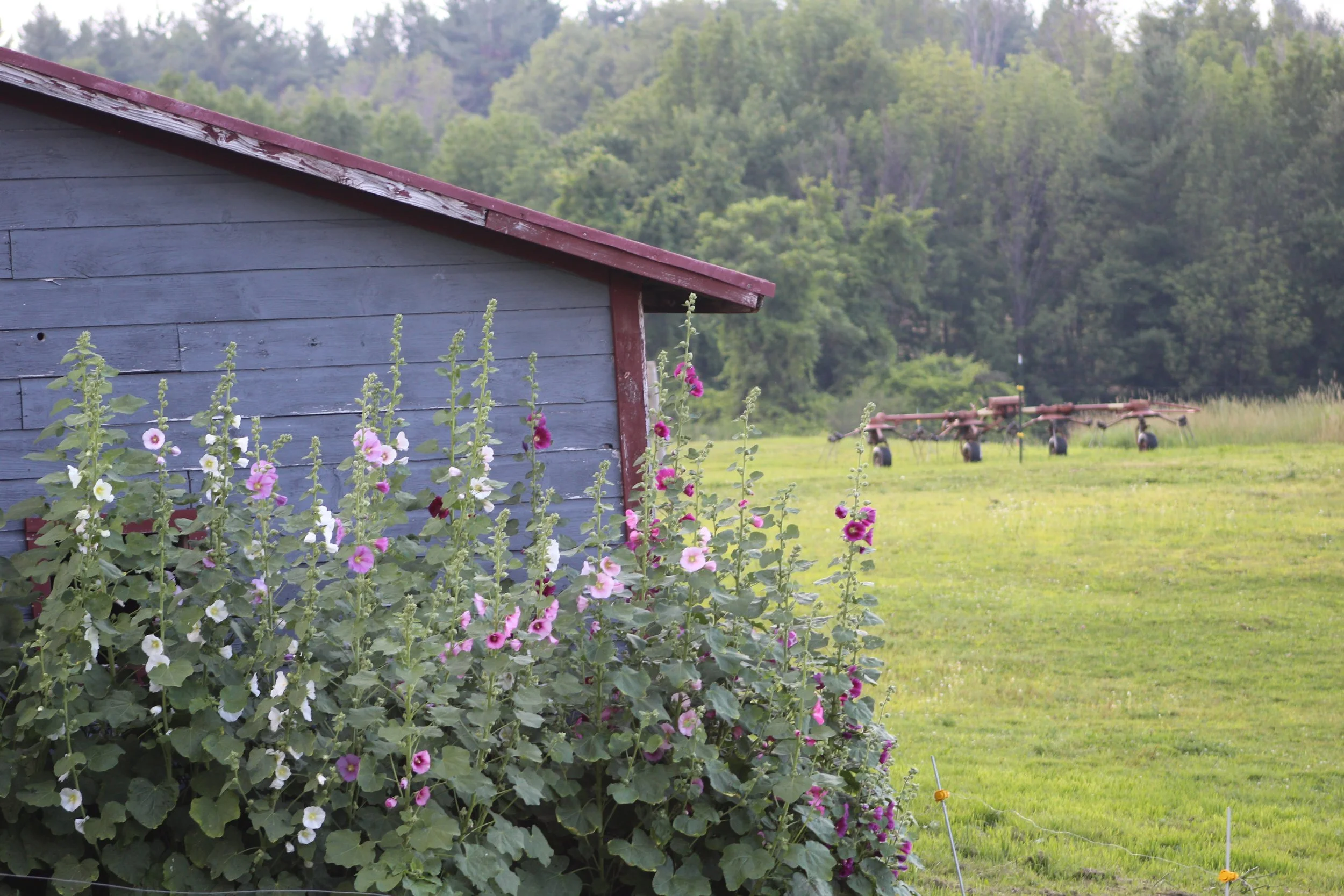Red and Pink   Tinmouth, Vermont