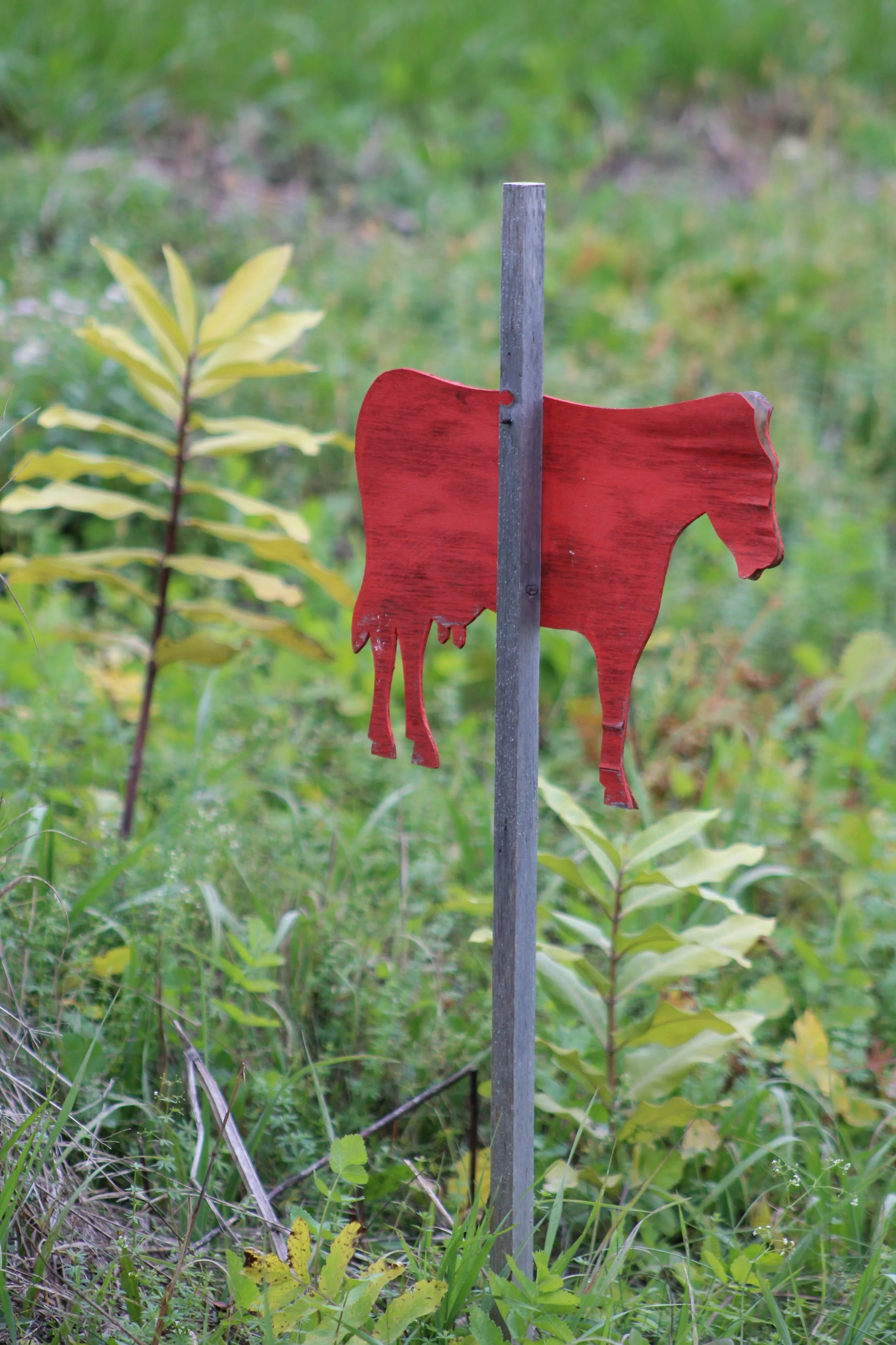 Milkweed and The Red Cow      Danby, Vt