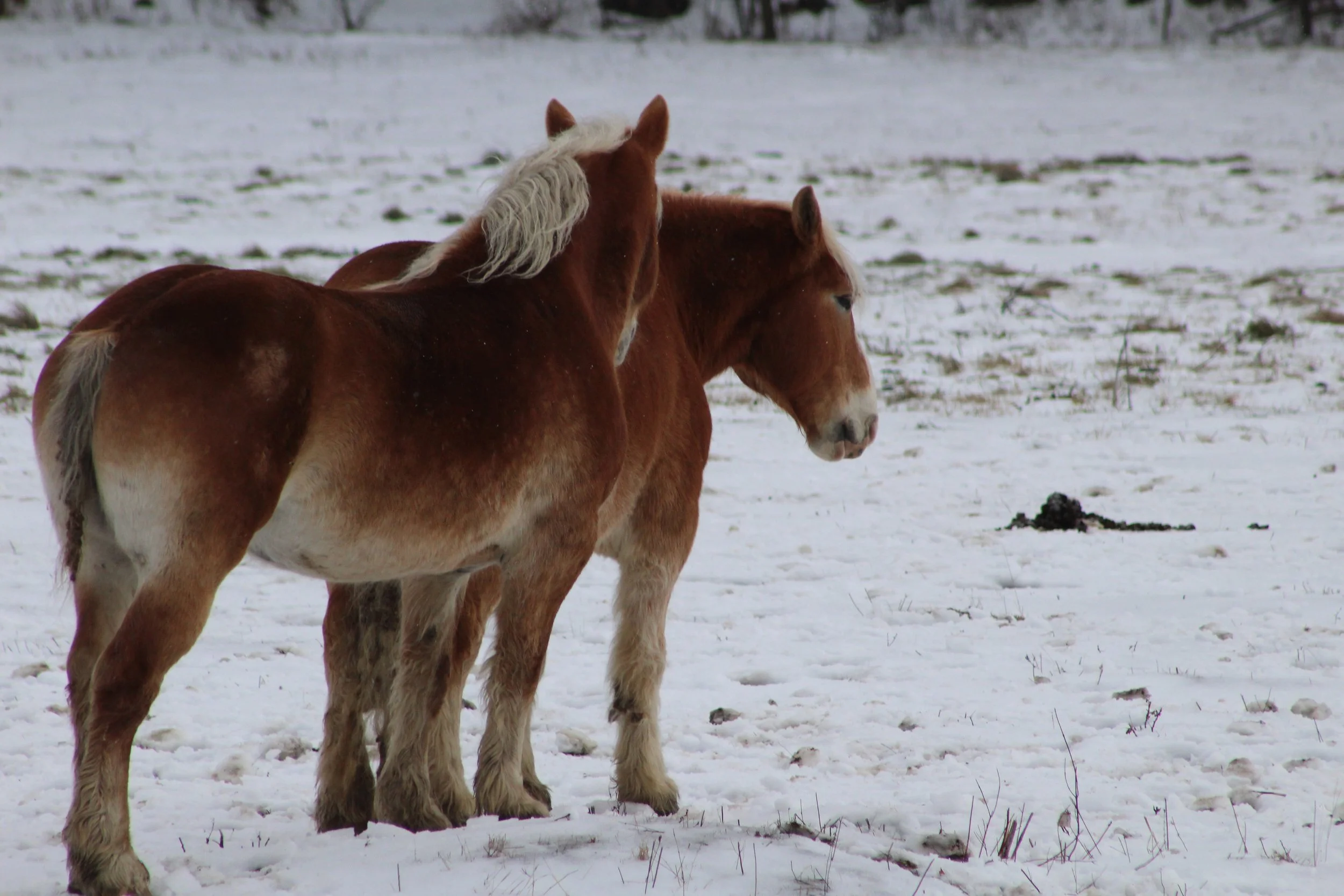 Against The Wind         Danby, Vermont