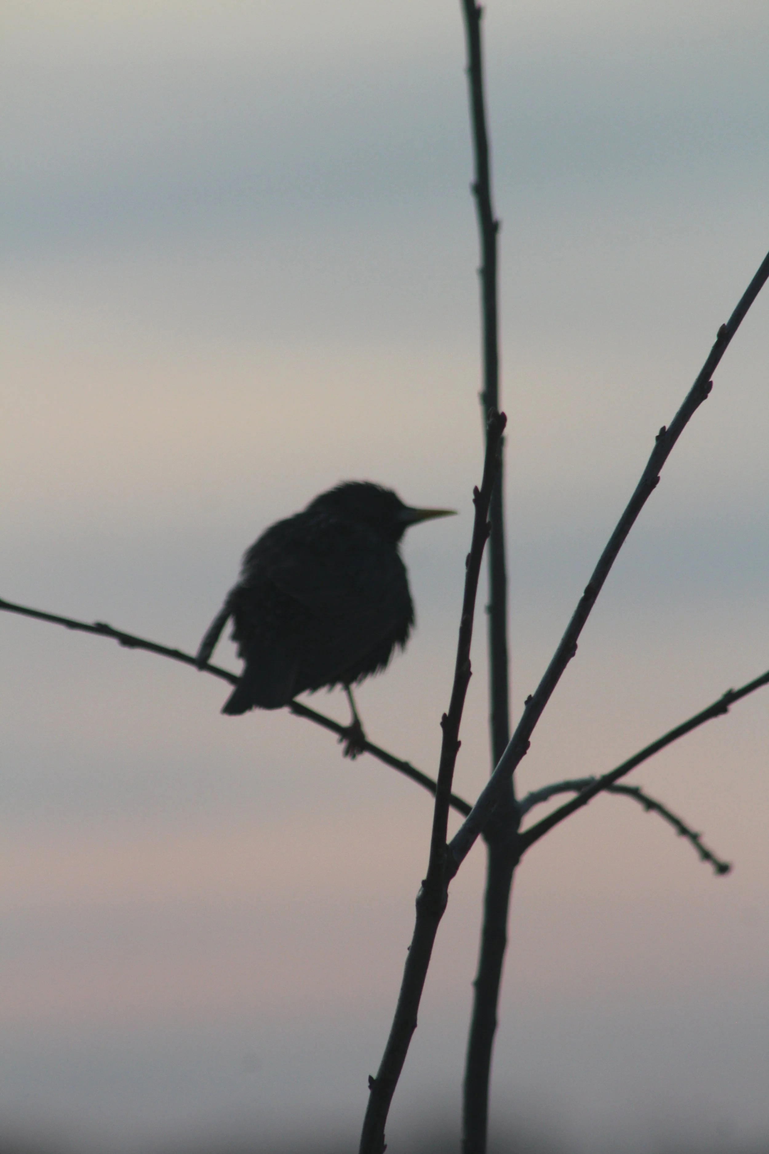 Starling On A Stick      Fredericksburg,Virginia