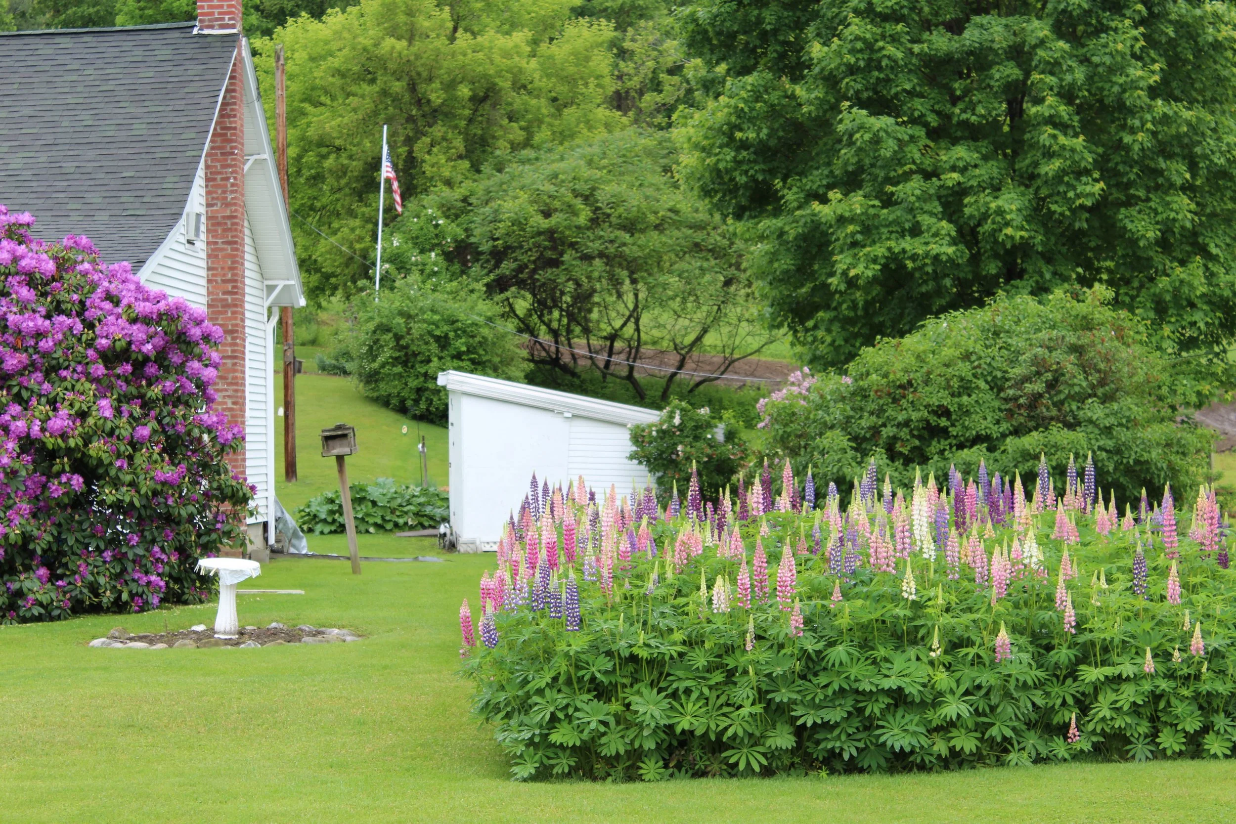 Luscious Lupines Rt 22 North Petersburg, NY