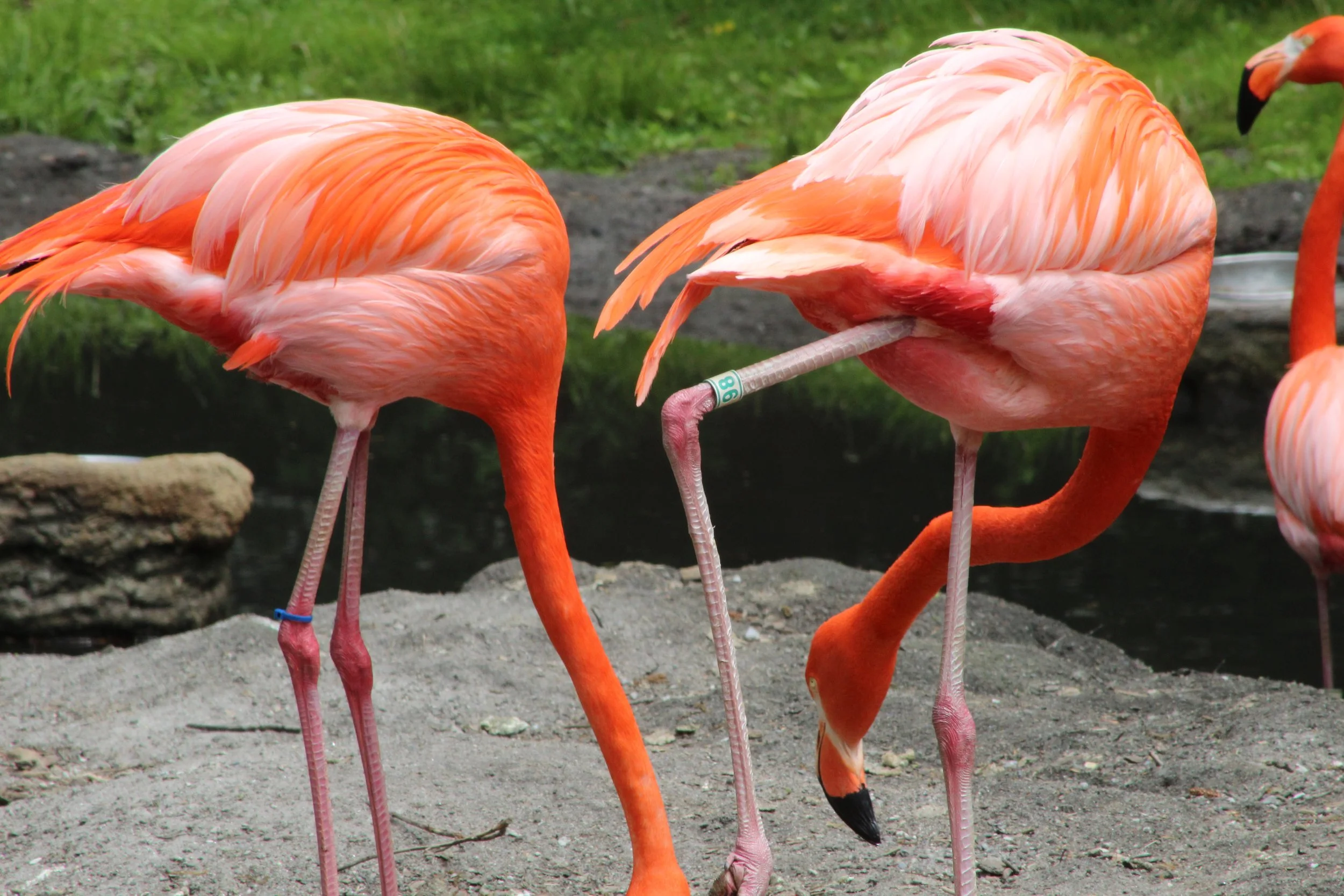 Heads Down   Bronx Zoo, Bronx, New York