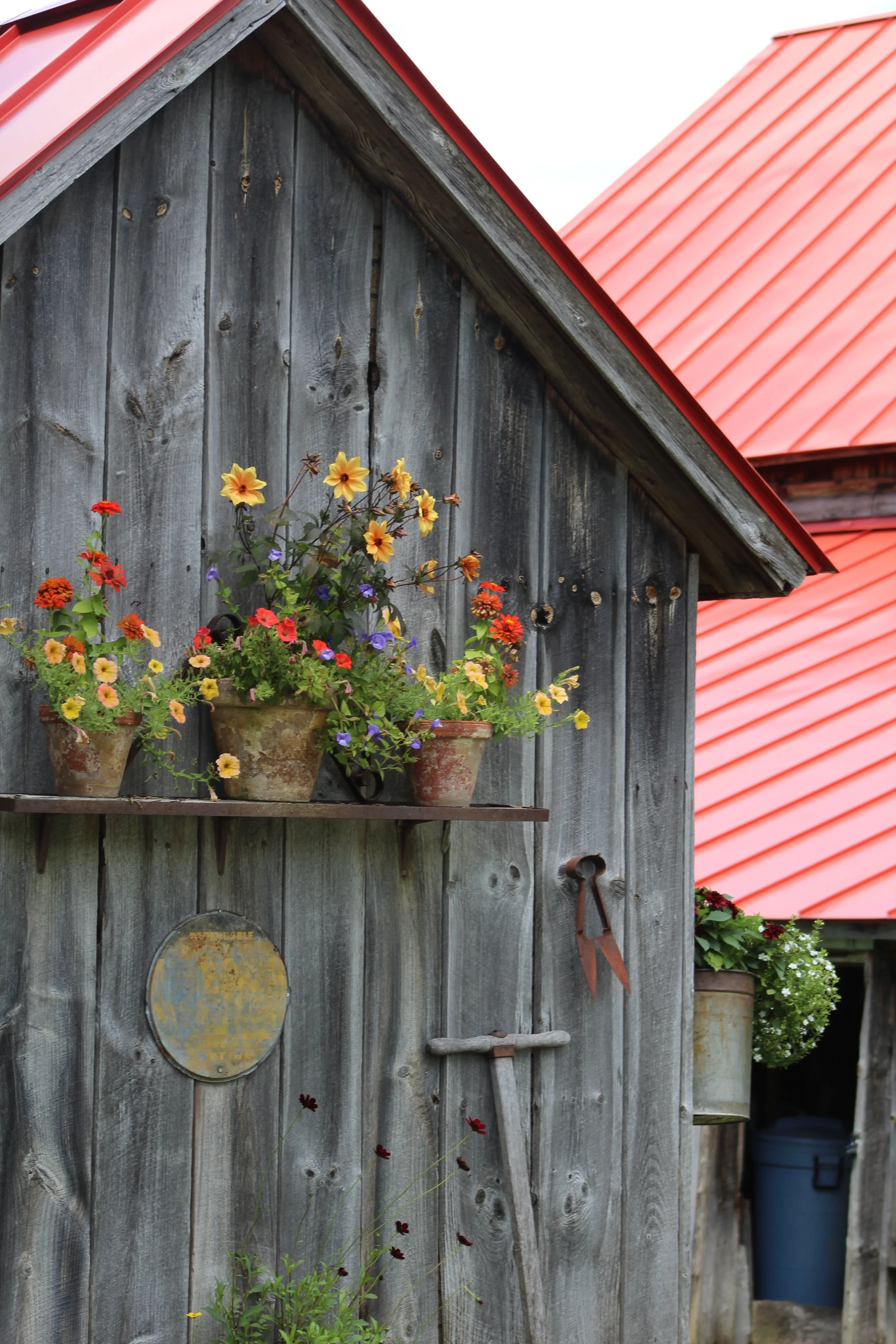 Summer Reds               Rutland, Vermont