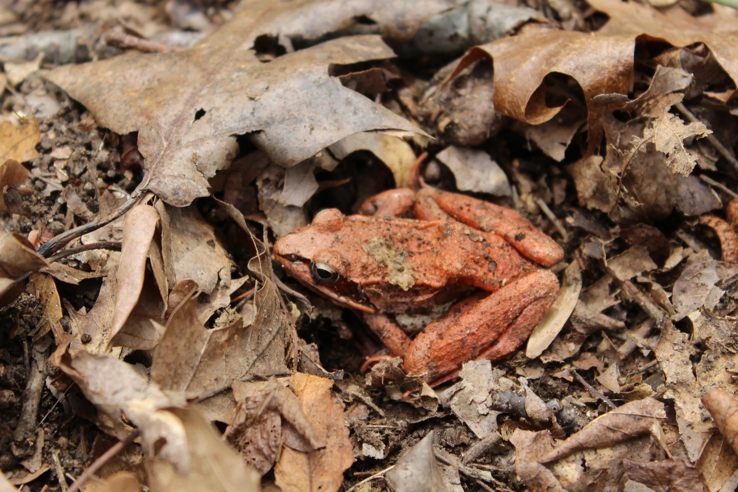 First Frog        Wilton, Connecticut