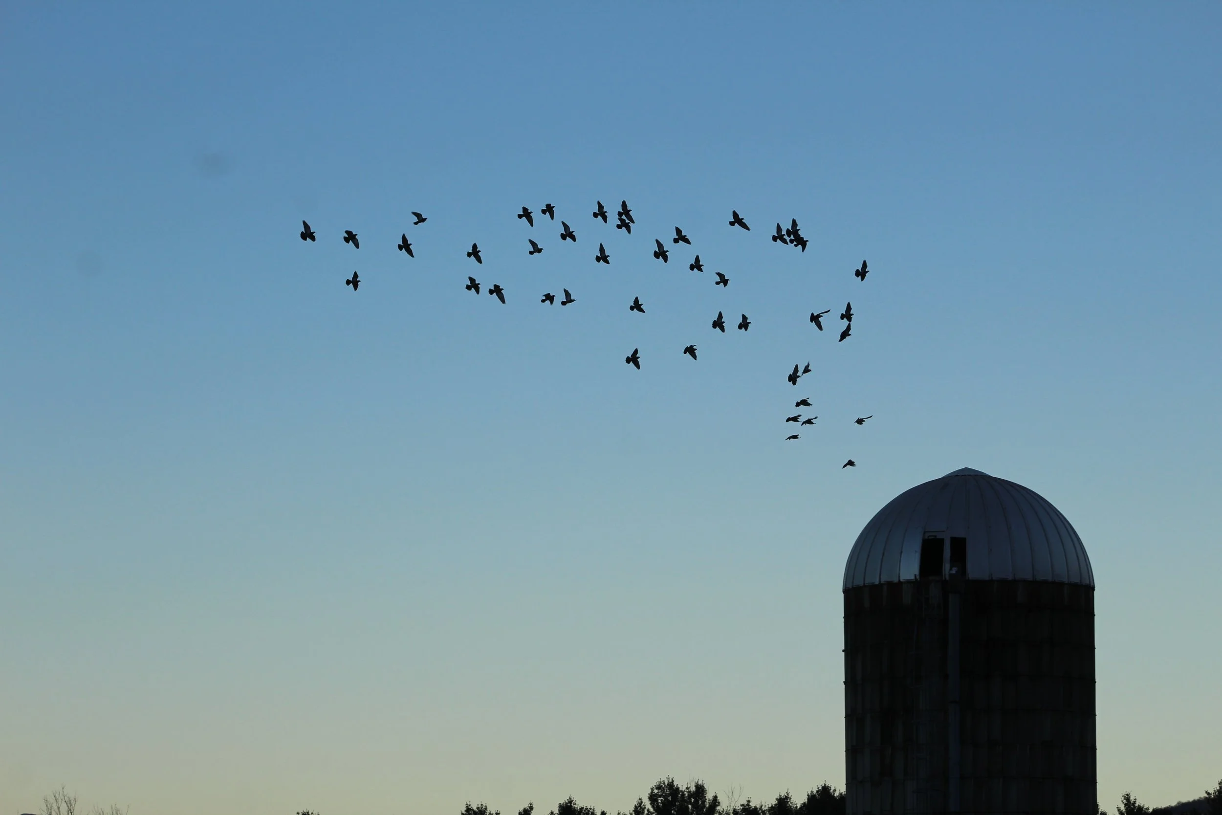 Ascending Pigeons    Tinmouth, Vermont