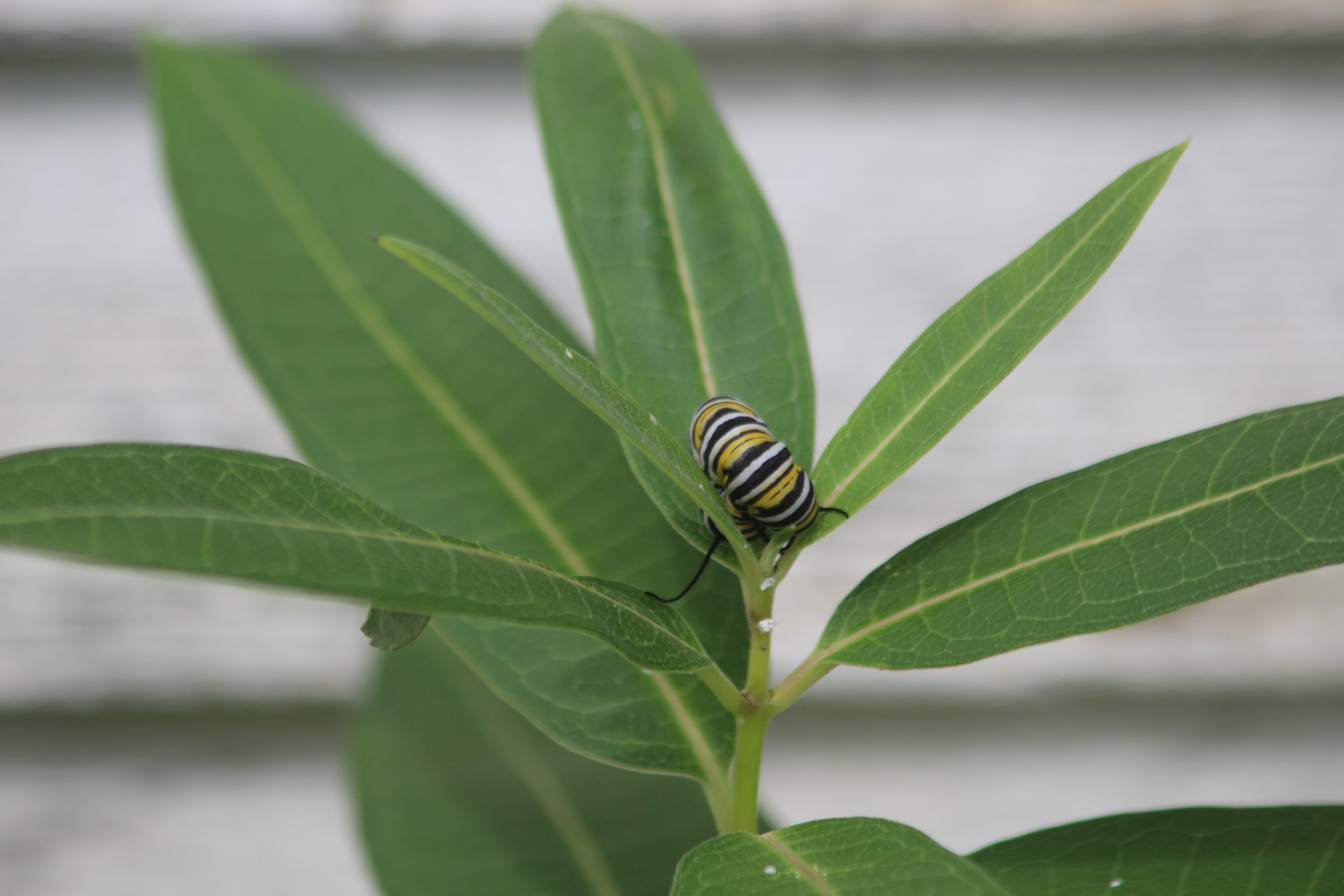 Monarch on Milkweed      Wilmington, NY