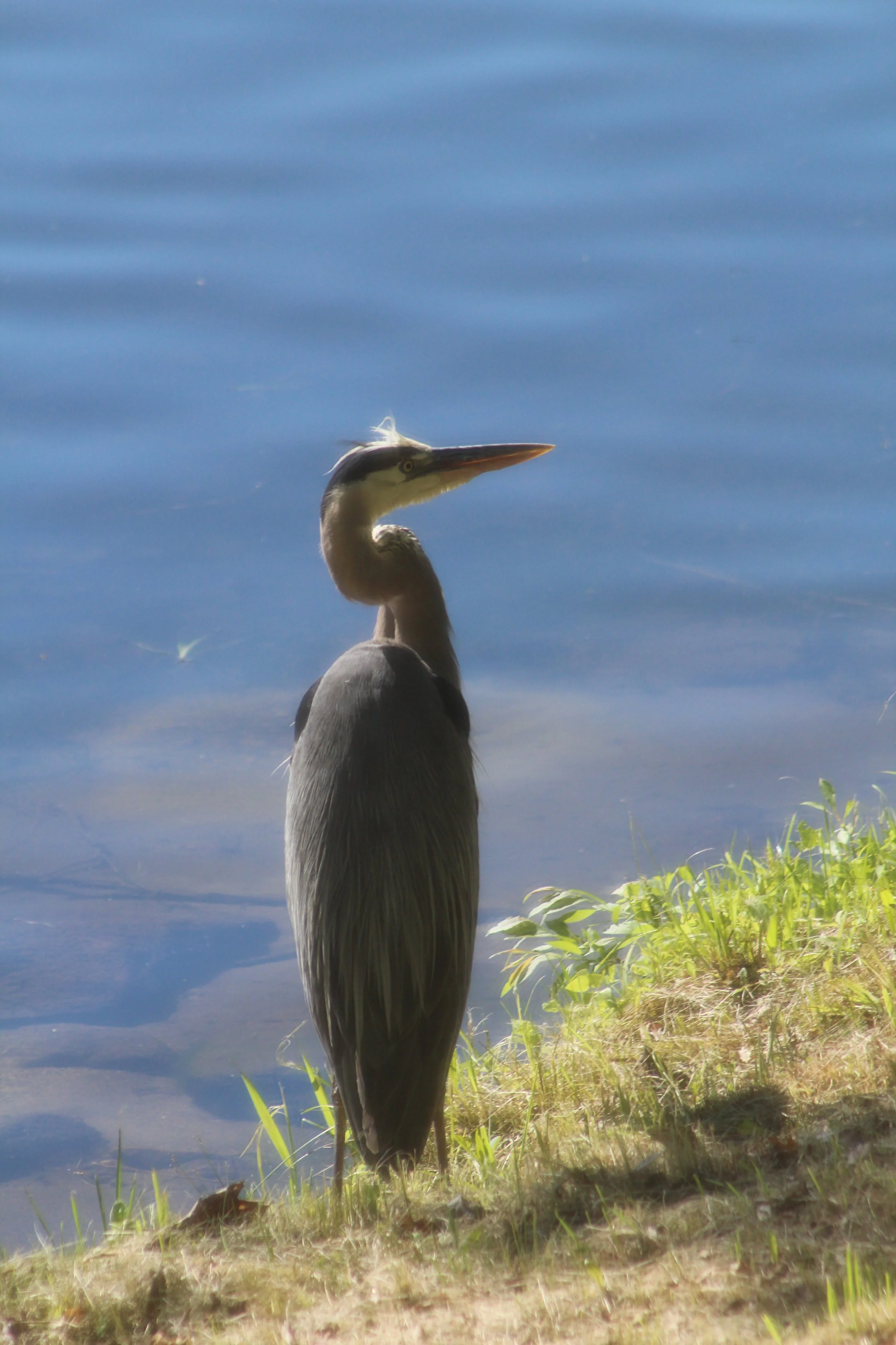 Lakeside Visitor  Tinmouth Pond, Vermont