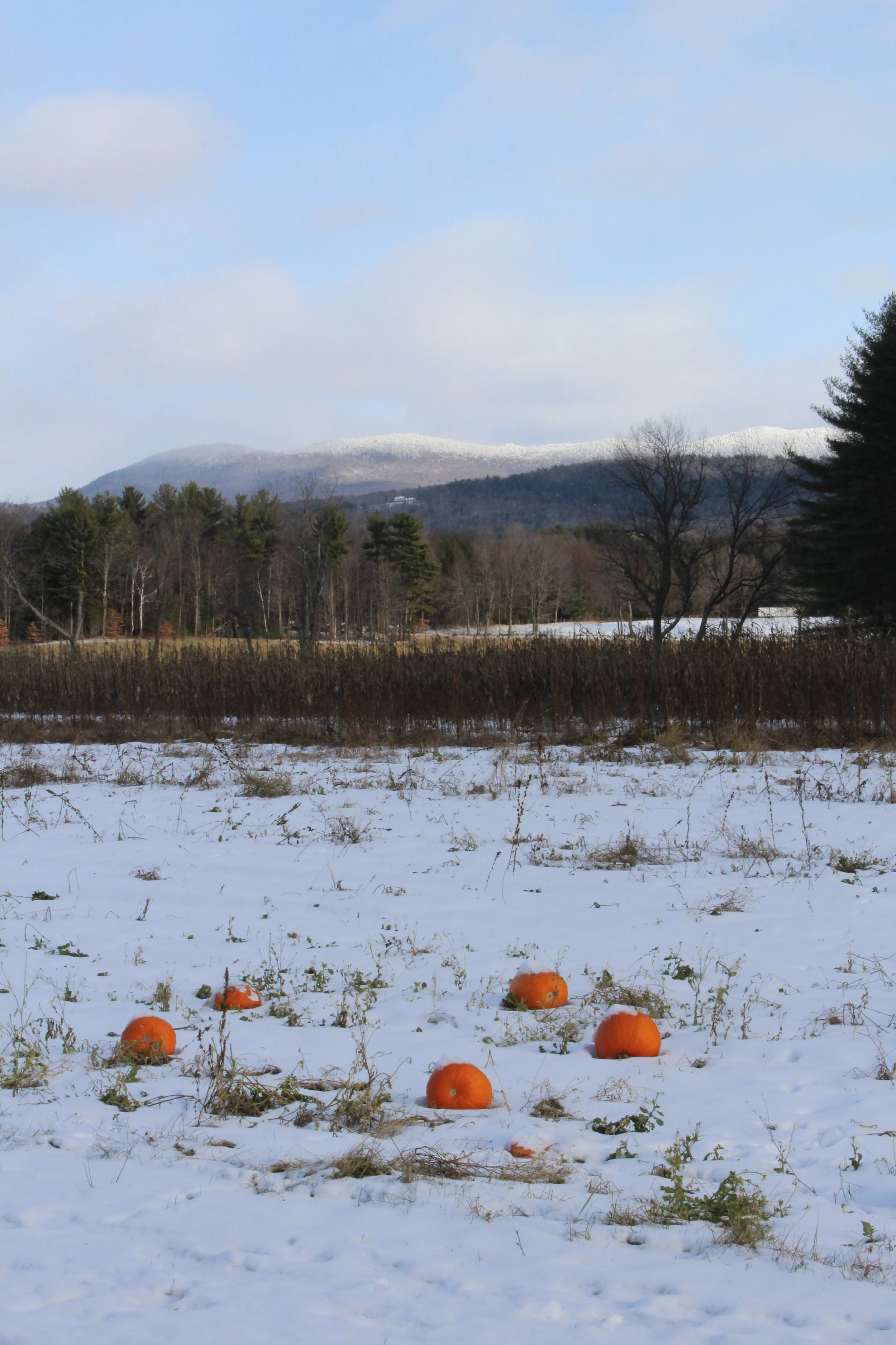 Leftovers          Pittsford, Vermont