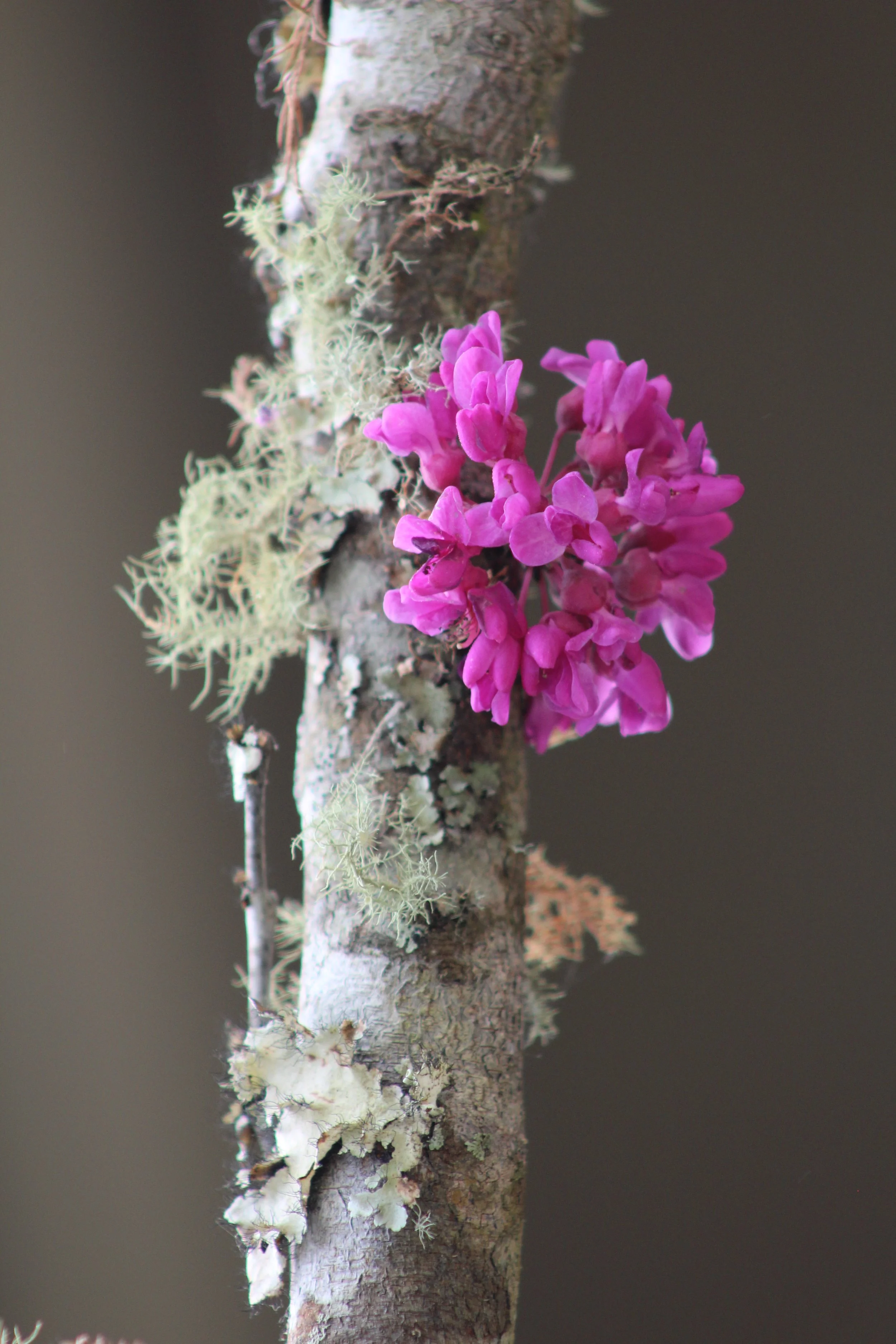 Redbud      Brookgreen Murrell's Inlet, SC
