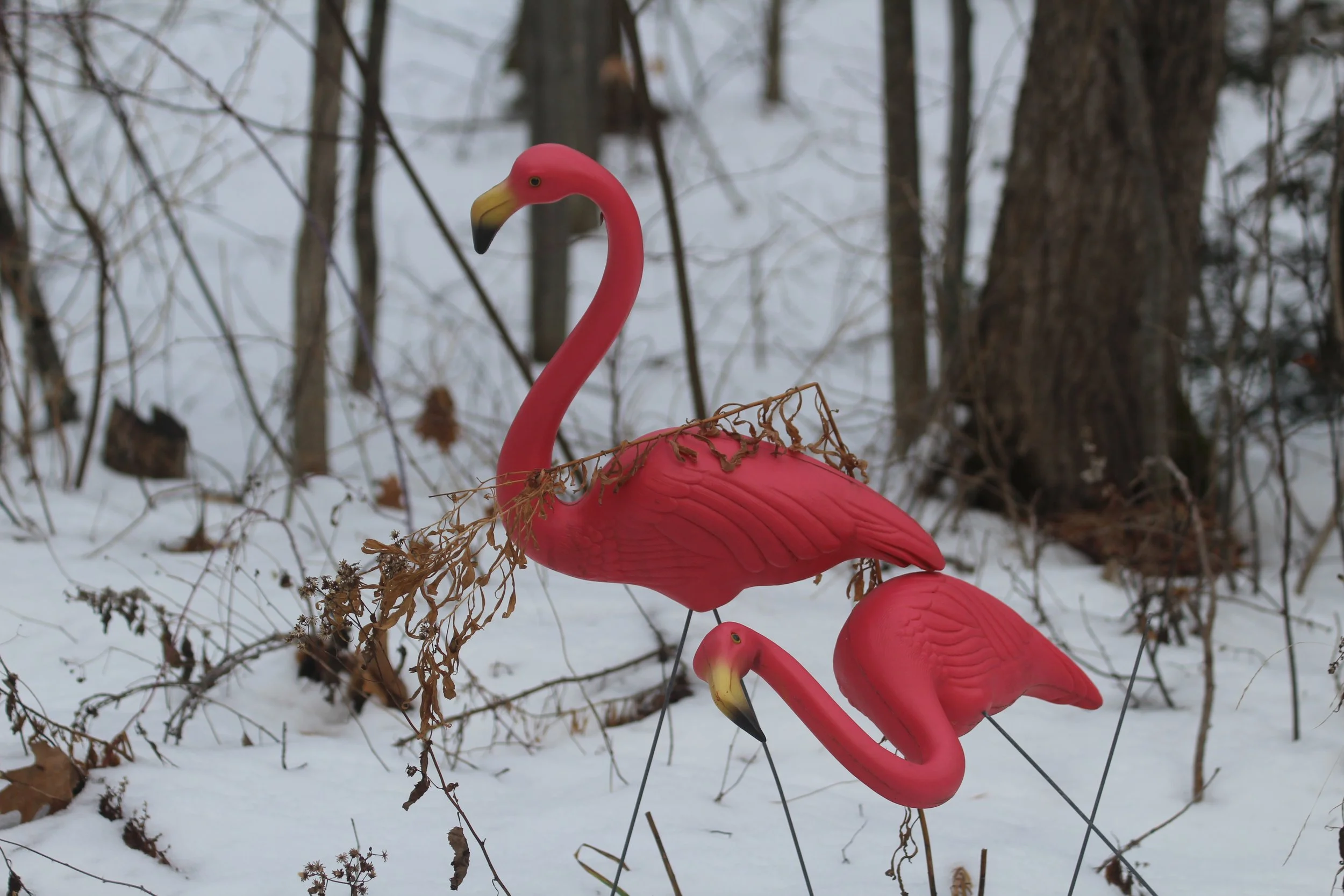 Tipsy Flamingoes       Tinmouth, Vermont
