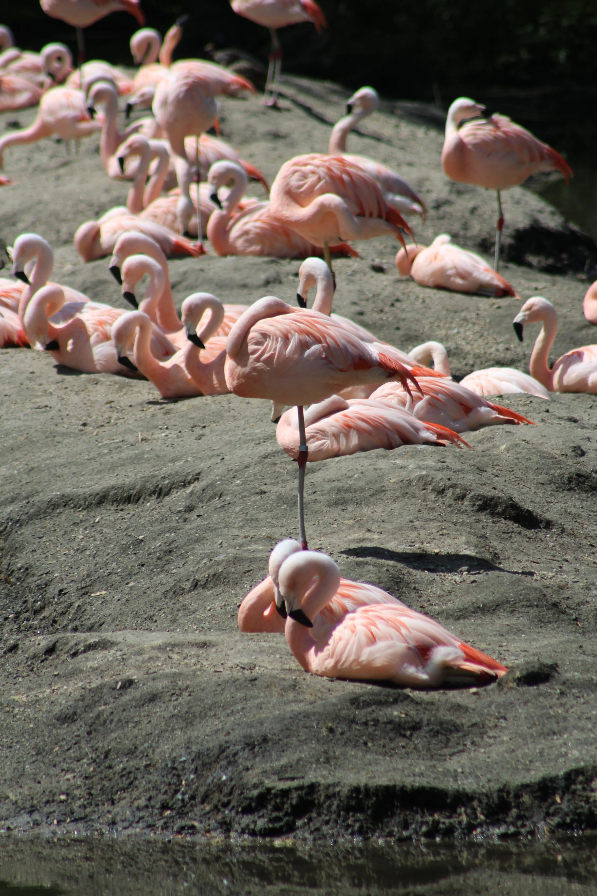 Sitting Pretty         Bronx Zoo Bronx, New York