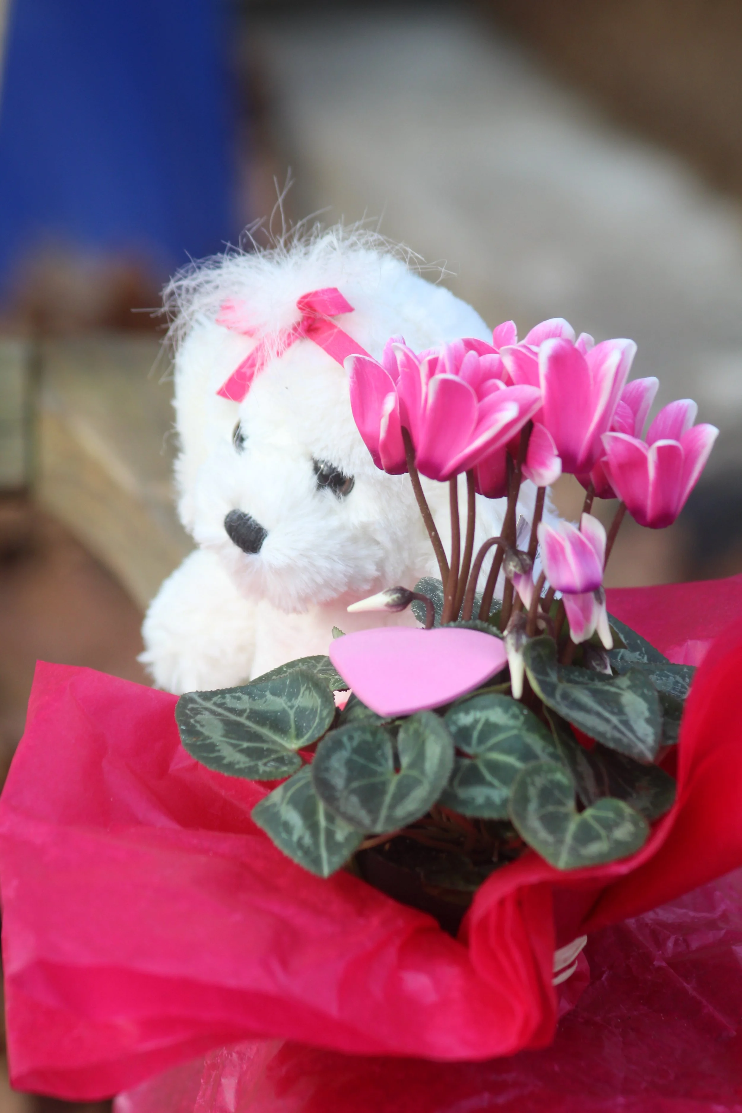 Early Valentine     Wilton, Connecticut