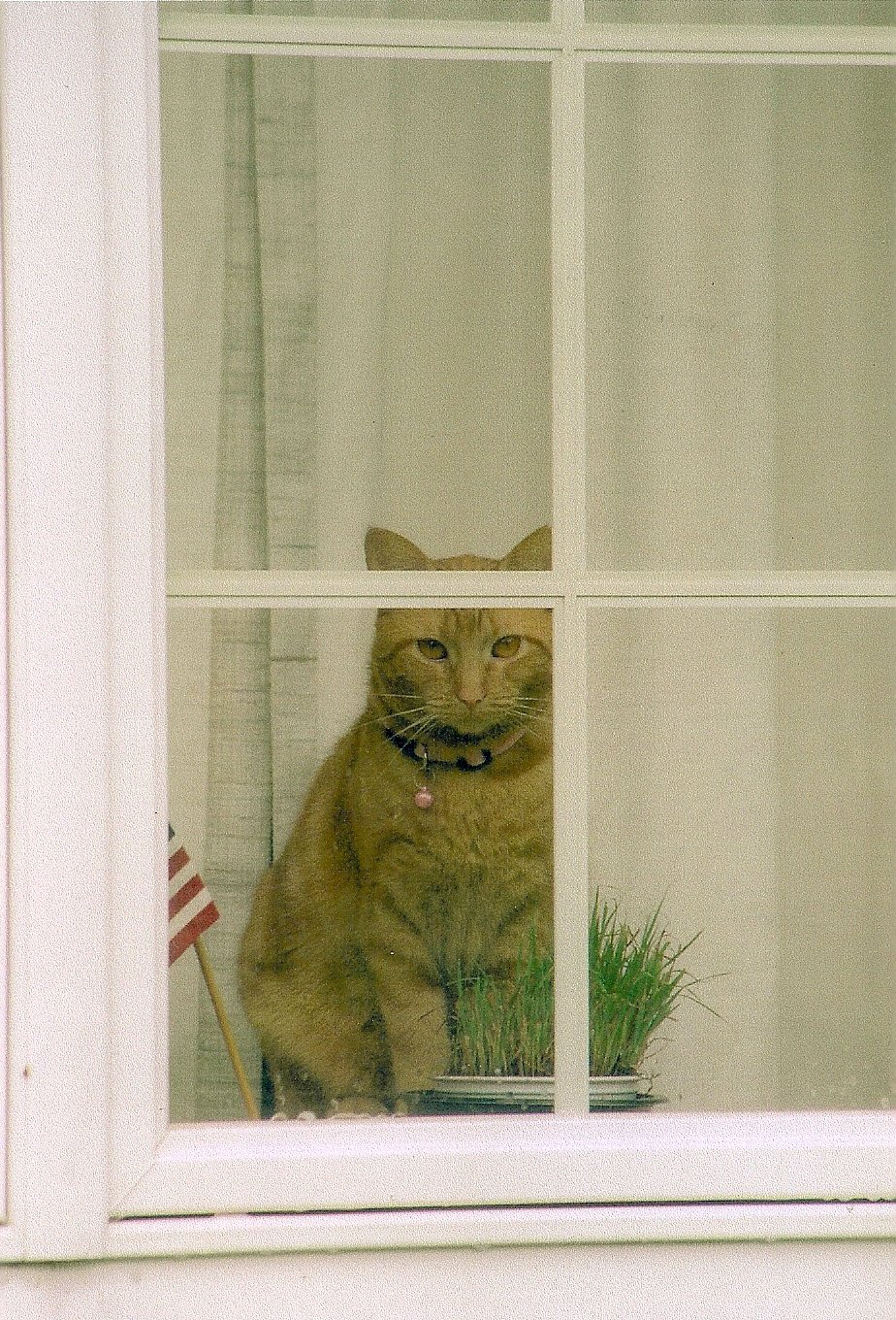 Patriotic Cat Fair Haven, Vermont