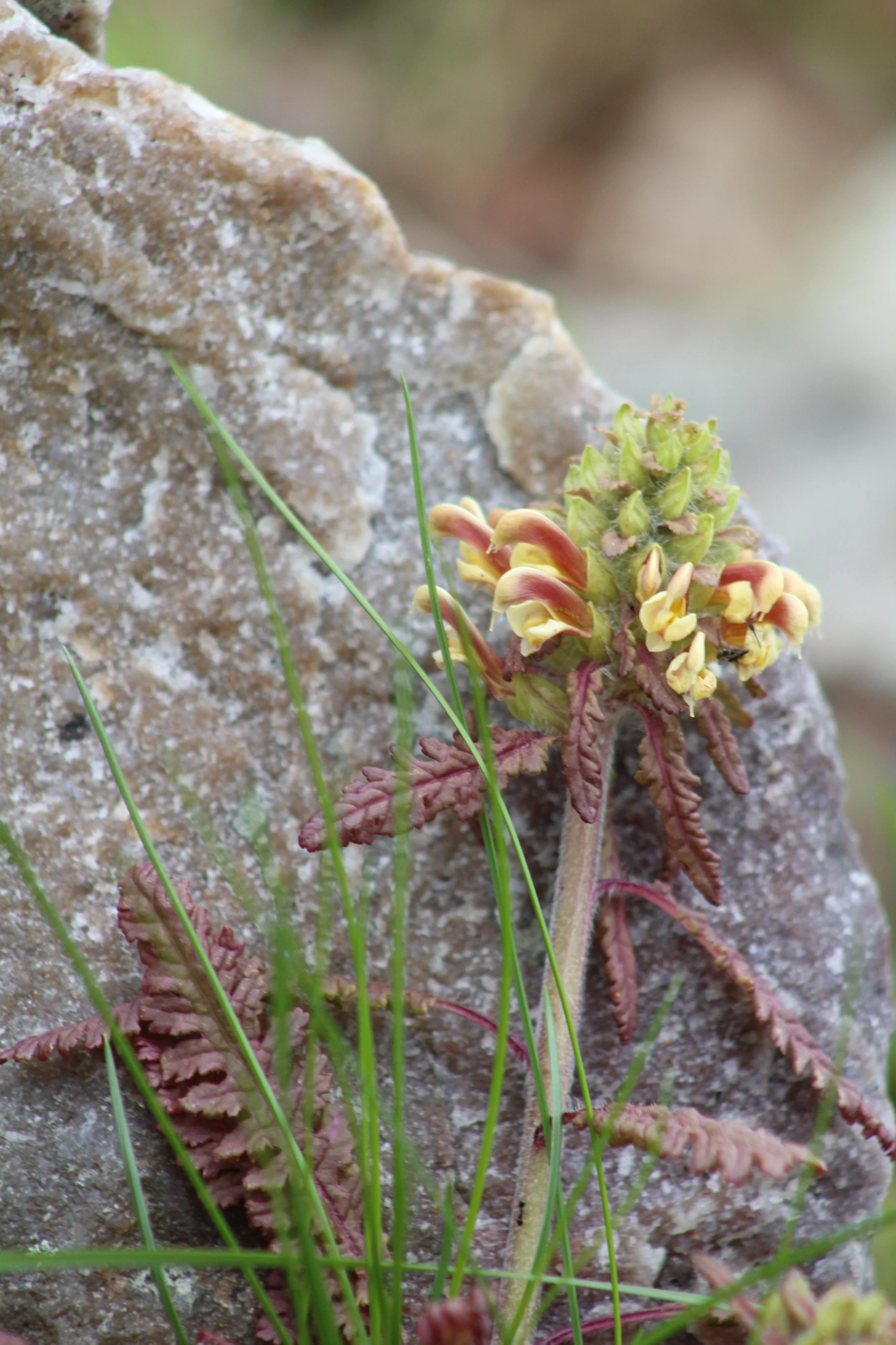 Wood Betony       Tinmouth Pond Vermont