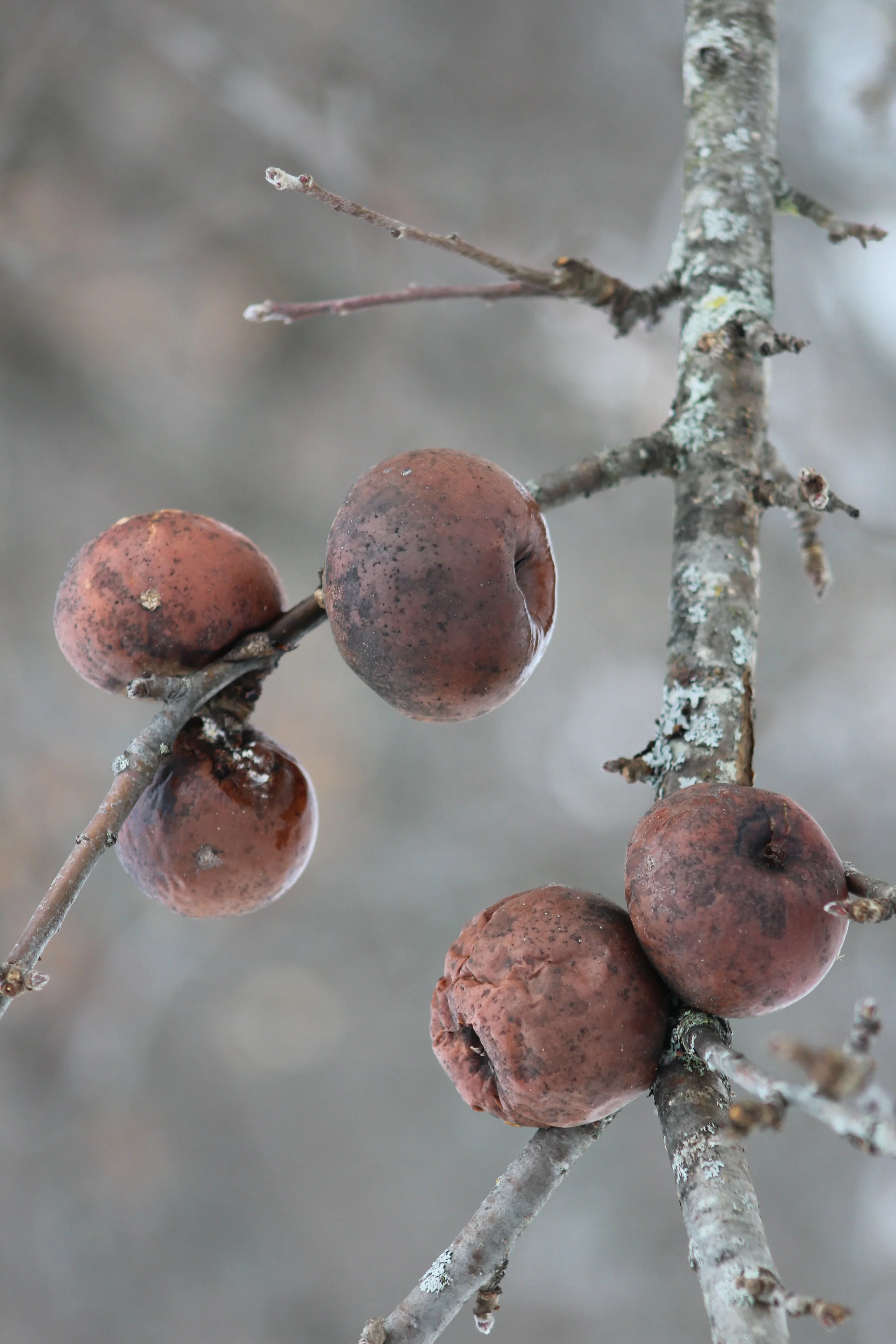 Winter Kissed         Shrewsbury, Vermont