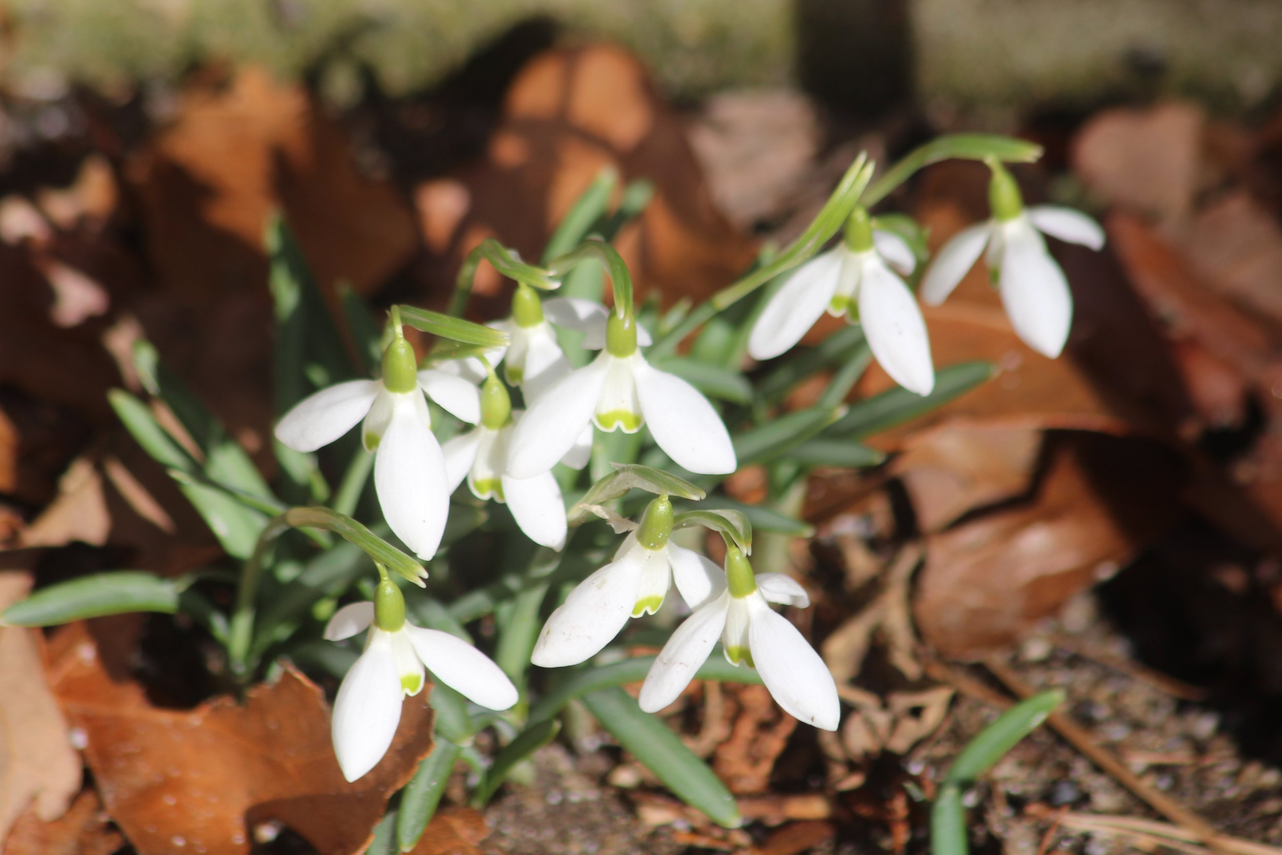 Liz' Snowdrops      Yarmouthport, Mass
