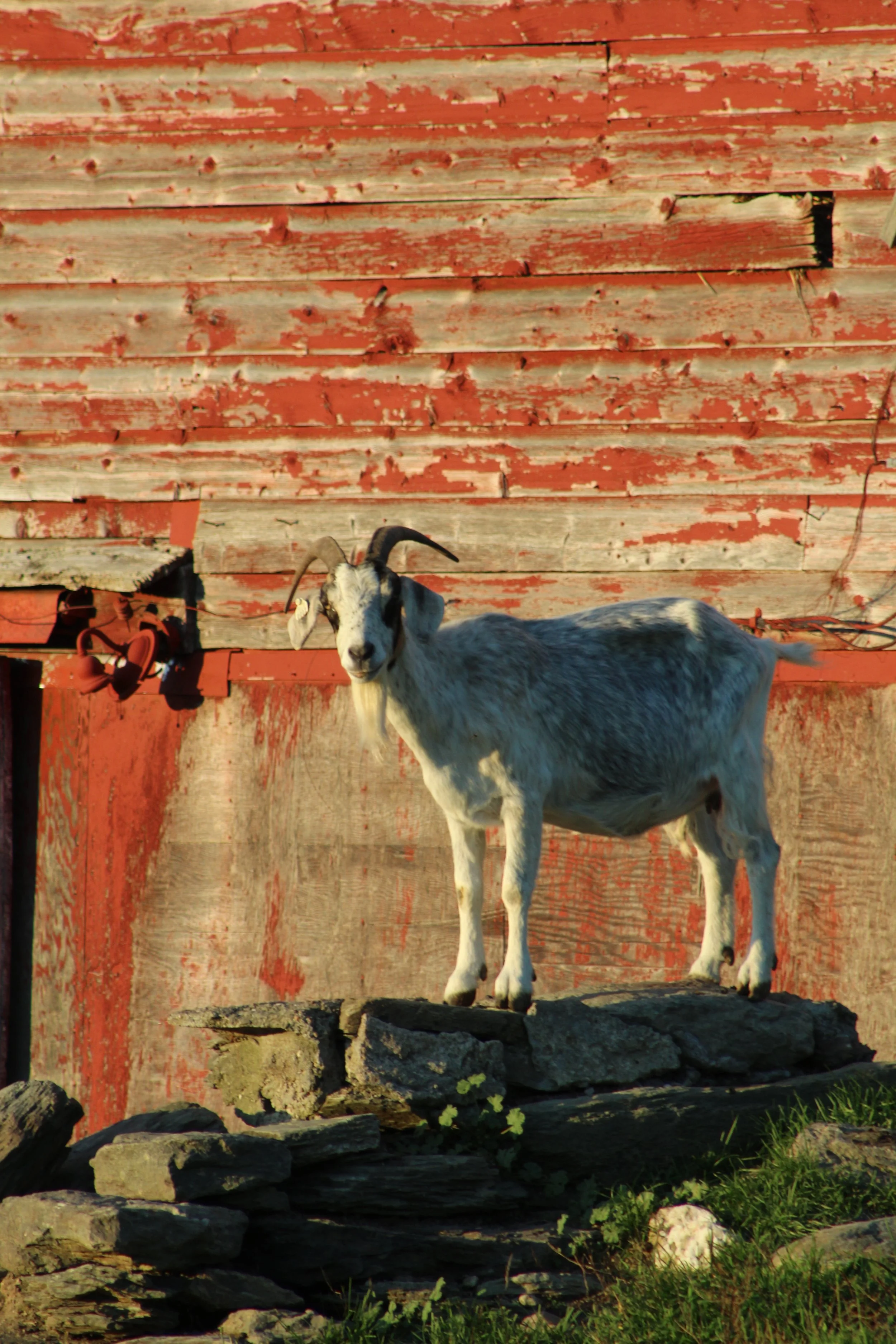 King of the Castle        Pawlet, Vermont