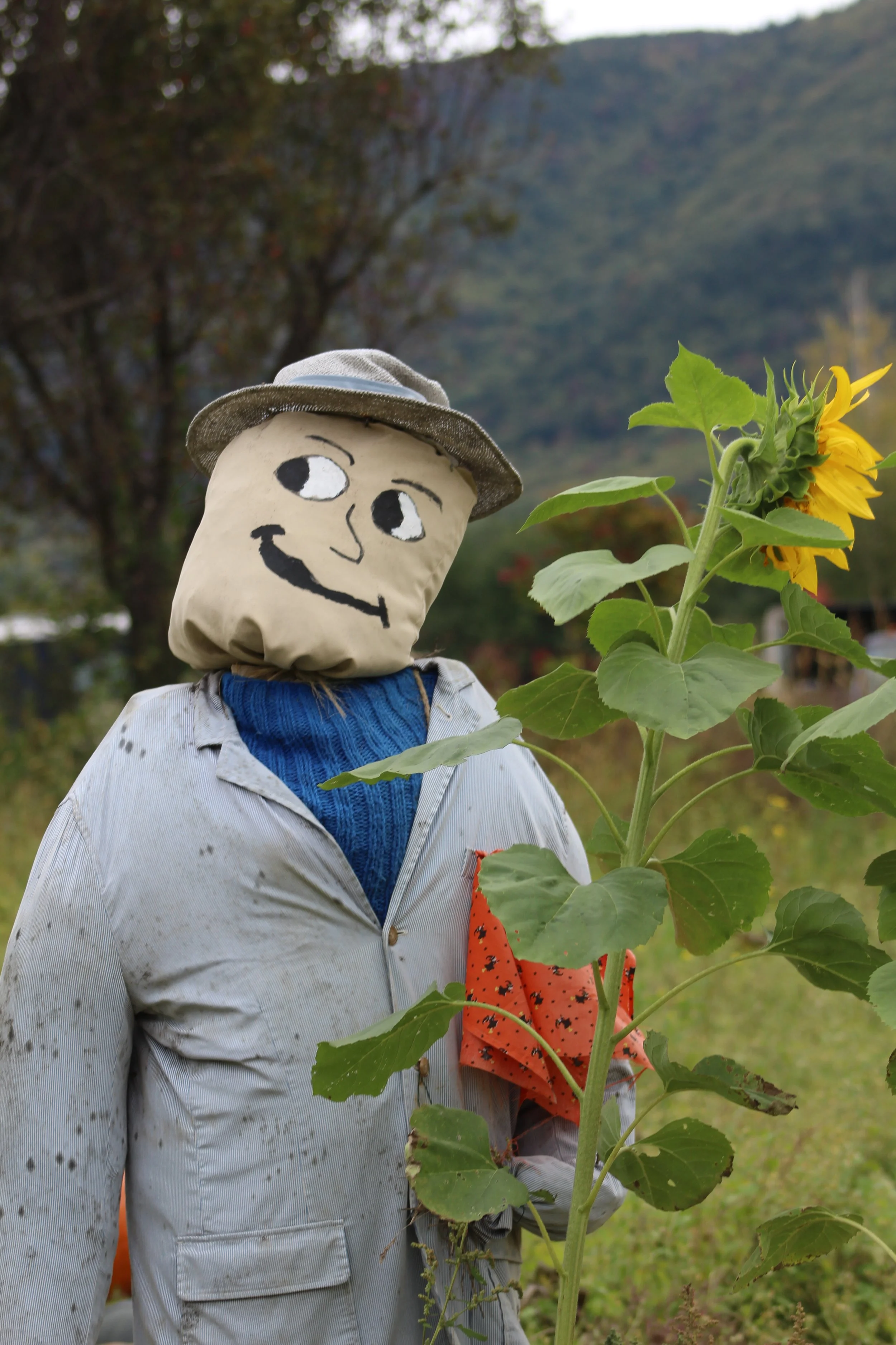 Sunflower and A Smile     Manchester, Vt