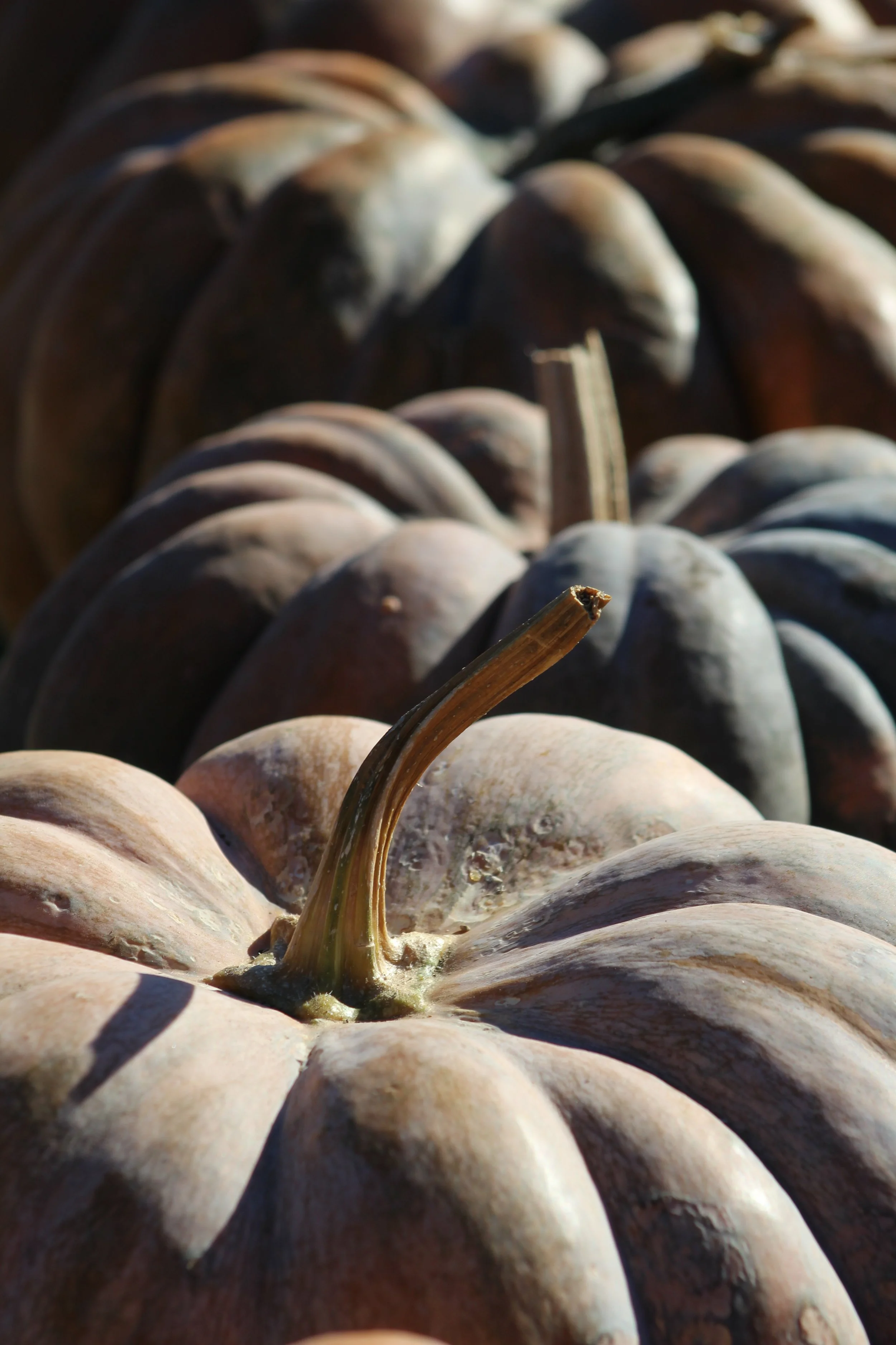 Dark Pumpkins       Rt 22 Stephentown, NY