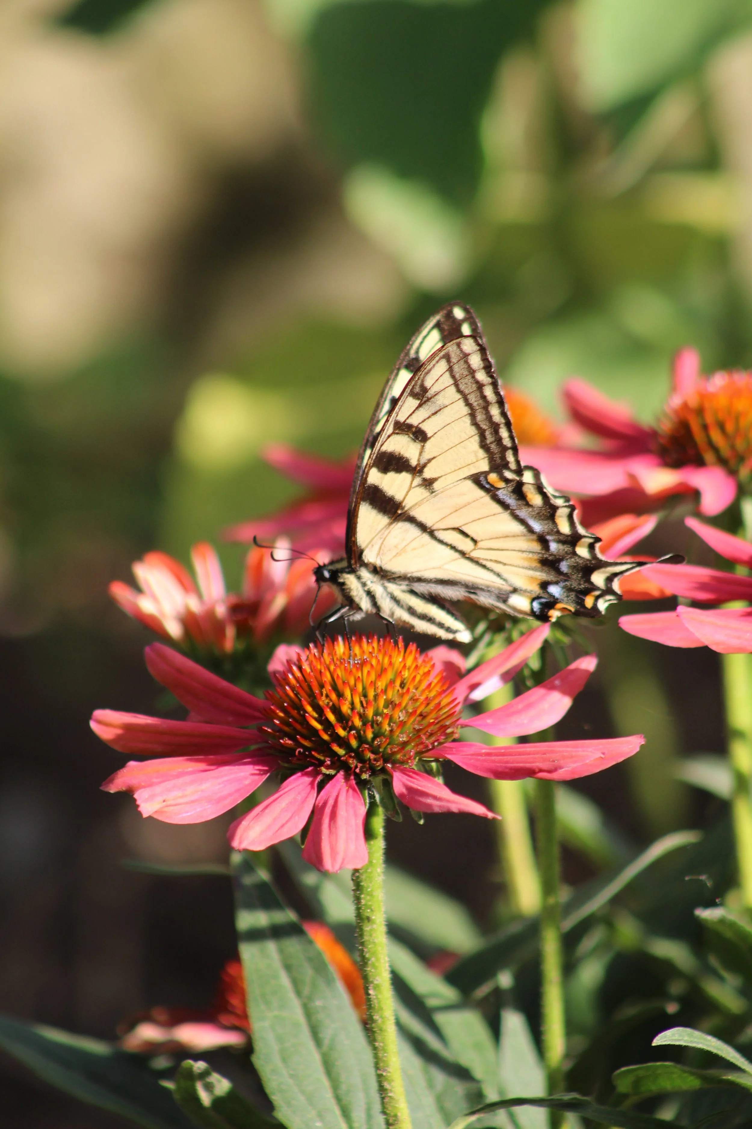 Echinacea Draught       Hartland, Vermont